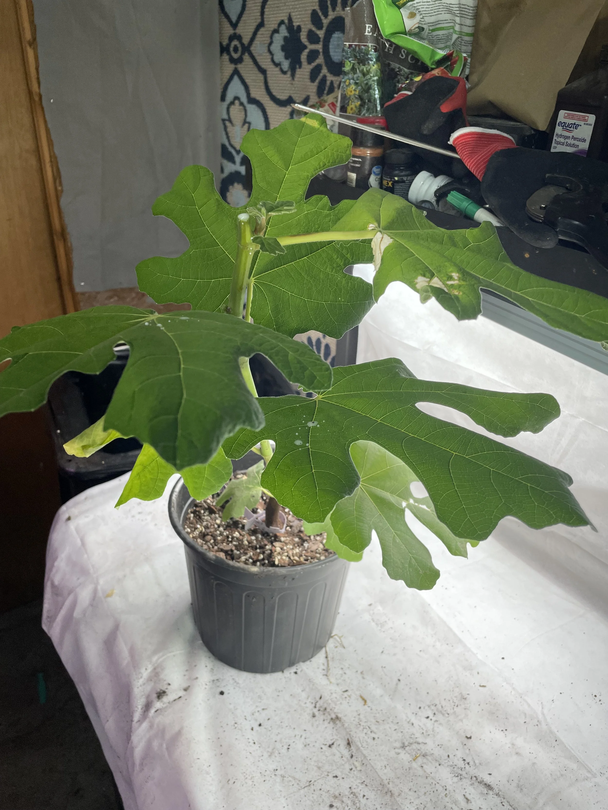 Takema Violet fig seedling grown from an approximately 8-inch hardwood cutting with four to five nodes taken in November 2025, showing developing branch structure and steady leaf expansion during its first growing cycle.