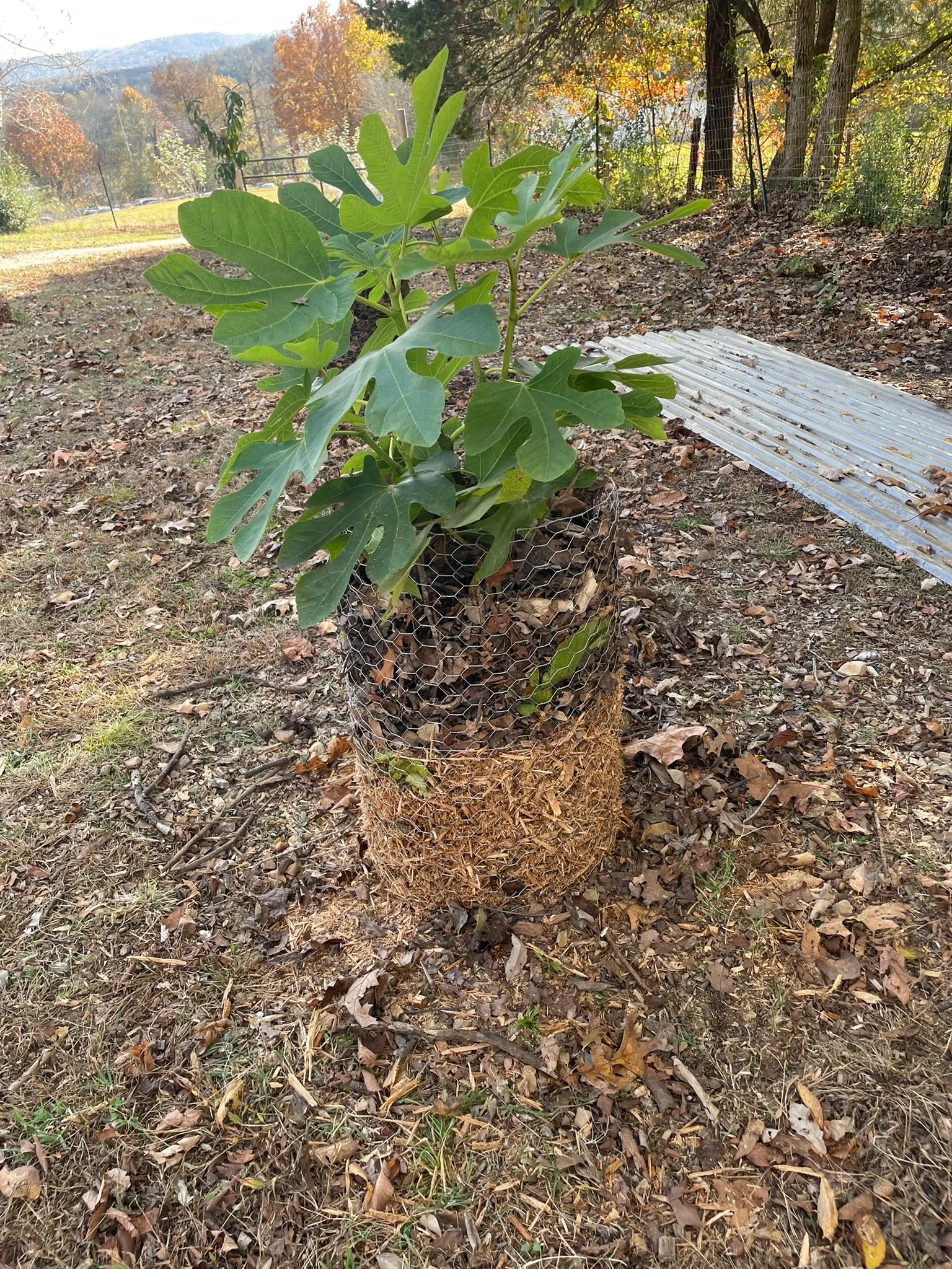 "Fig tree protected with leaf-filled wire cage for winter survival — cold-hardy fig protection method demonstrated by Giles County Figs."