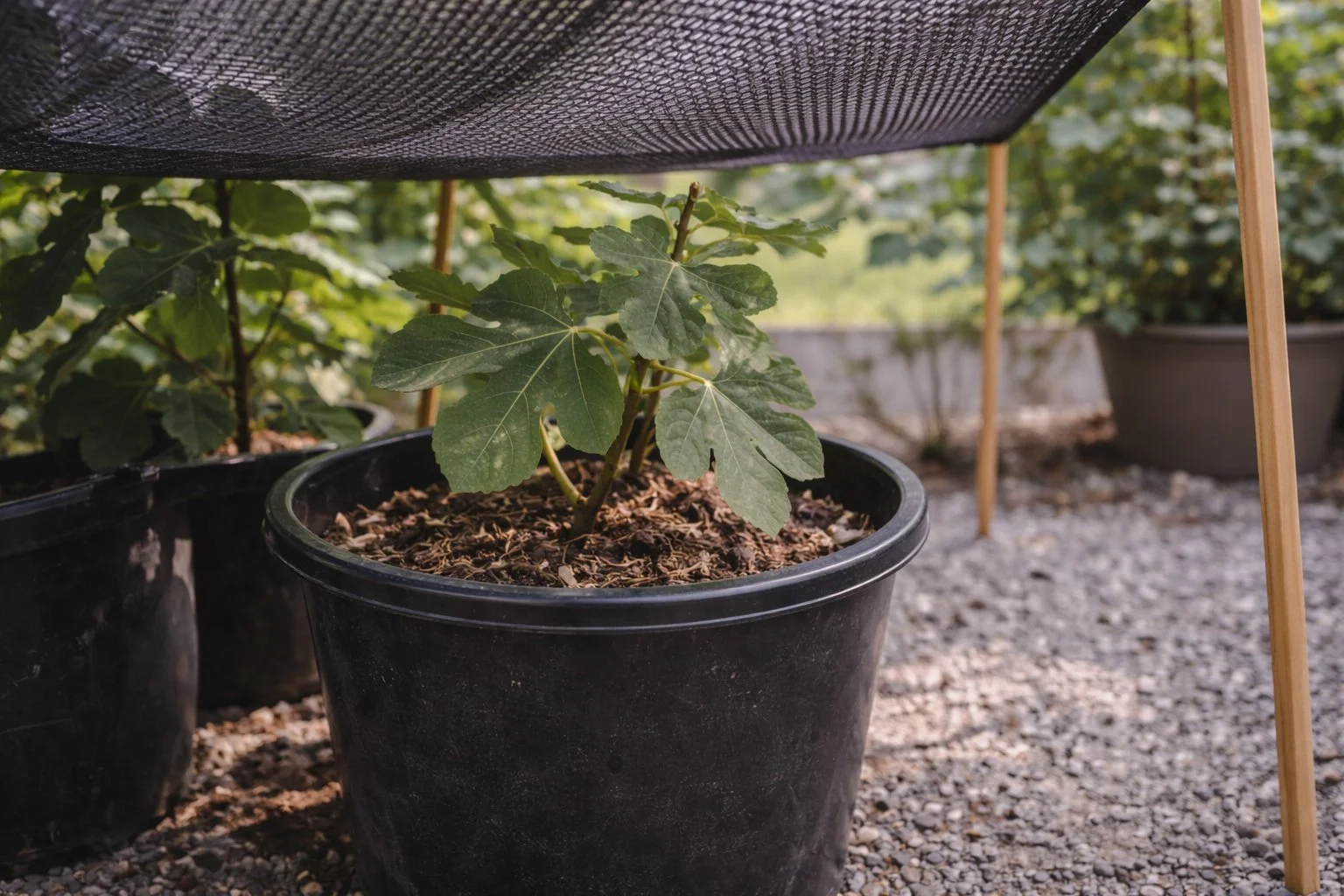 Container-grown fig tree protected with shade cloth to reduce heat stress in summer