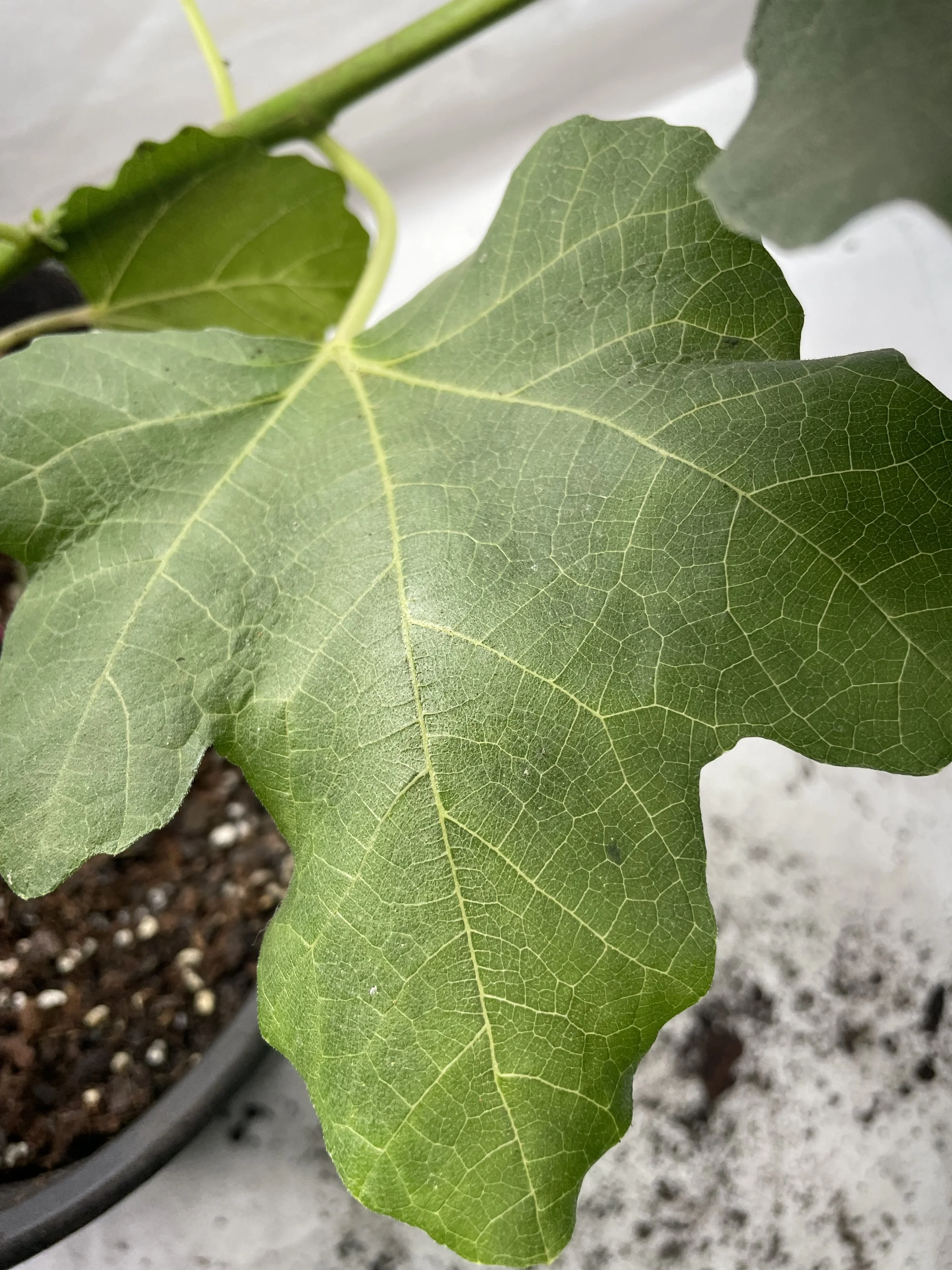 Leaf morphology of I-258 fig propagated from fall cuttings, showing lobing pattern and vein structure during early growth in a Zone 7b observational trial