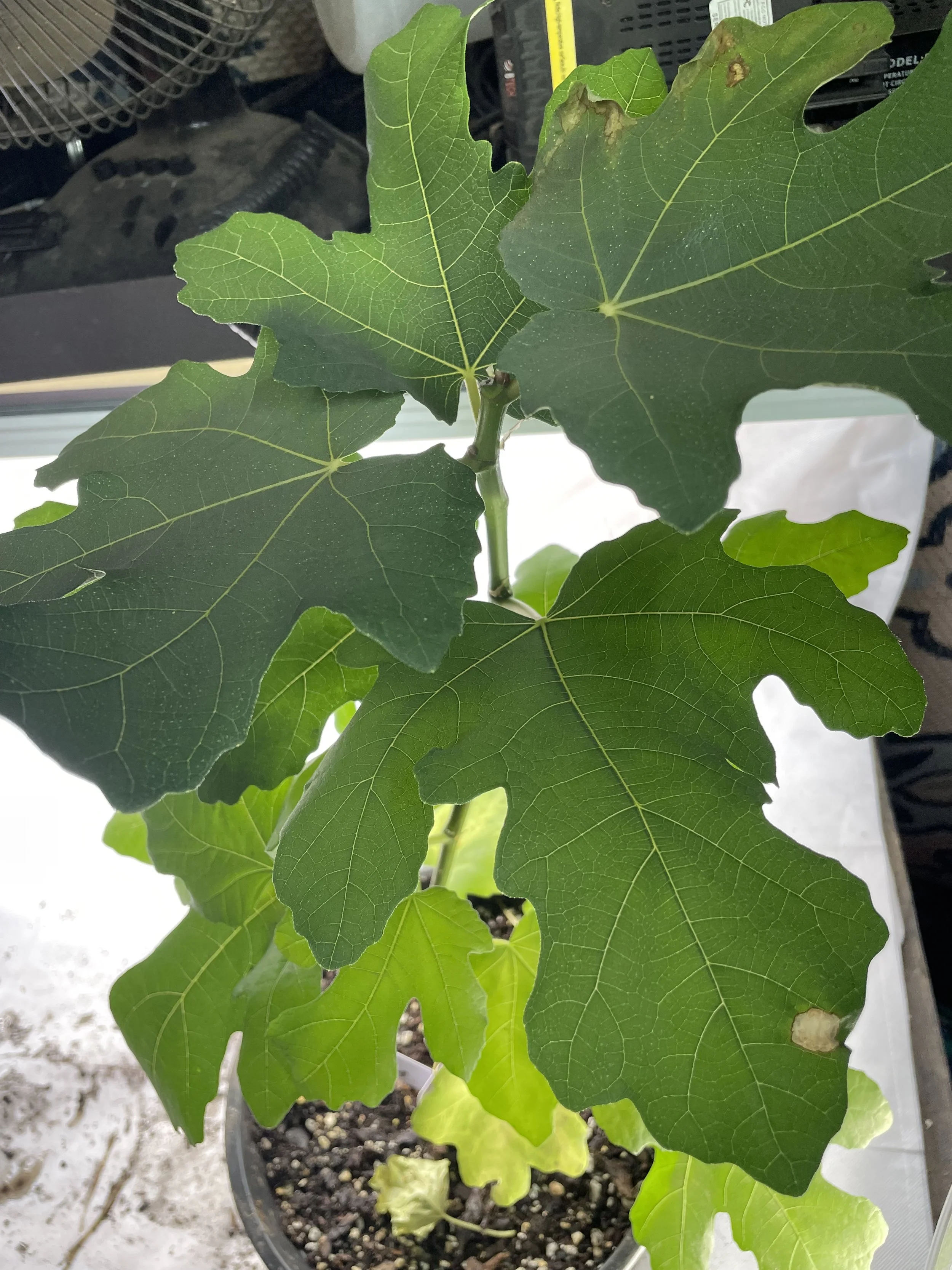 Yellow Lebanese fig seedling grown from an approximately 8-inch hardwood cutting with four to five nodes taken in November 2025, showing successful establishment with broad leaf expansion and defined lobing during early vegetative growth.