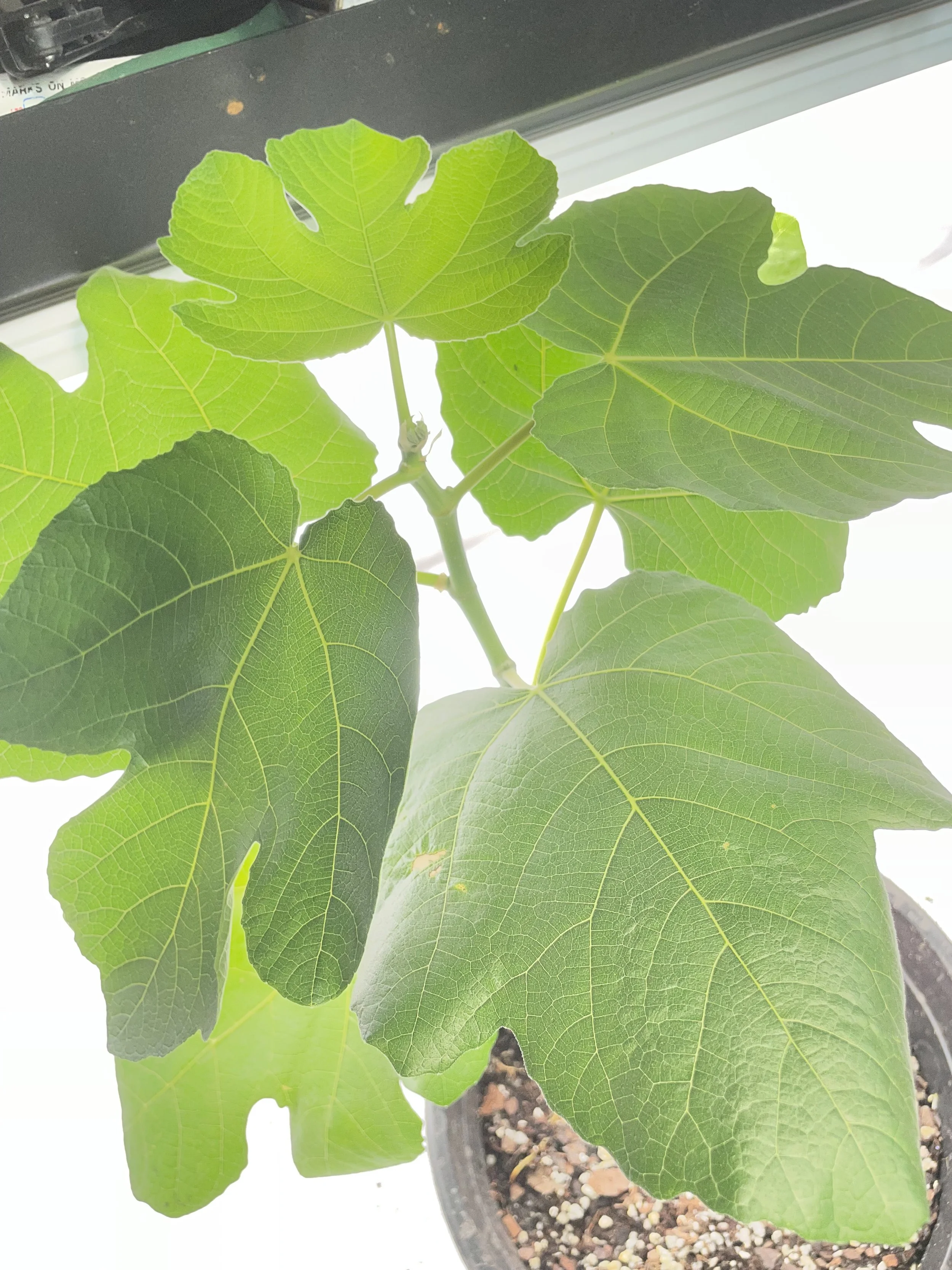 Growth habit of LSU Tiger fig established from fall cuttings, documenting stem vigor and leaf arrangement under Zone 7b research conditions