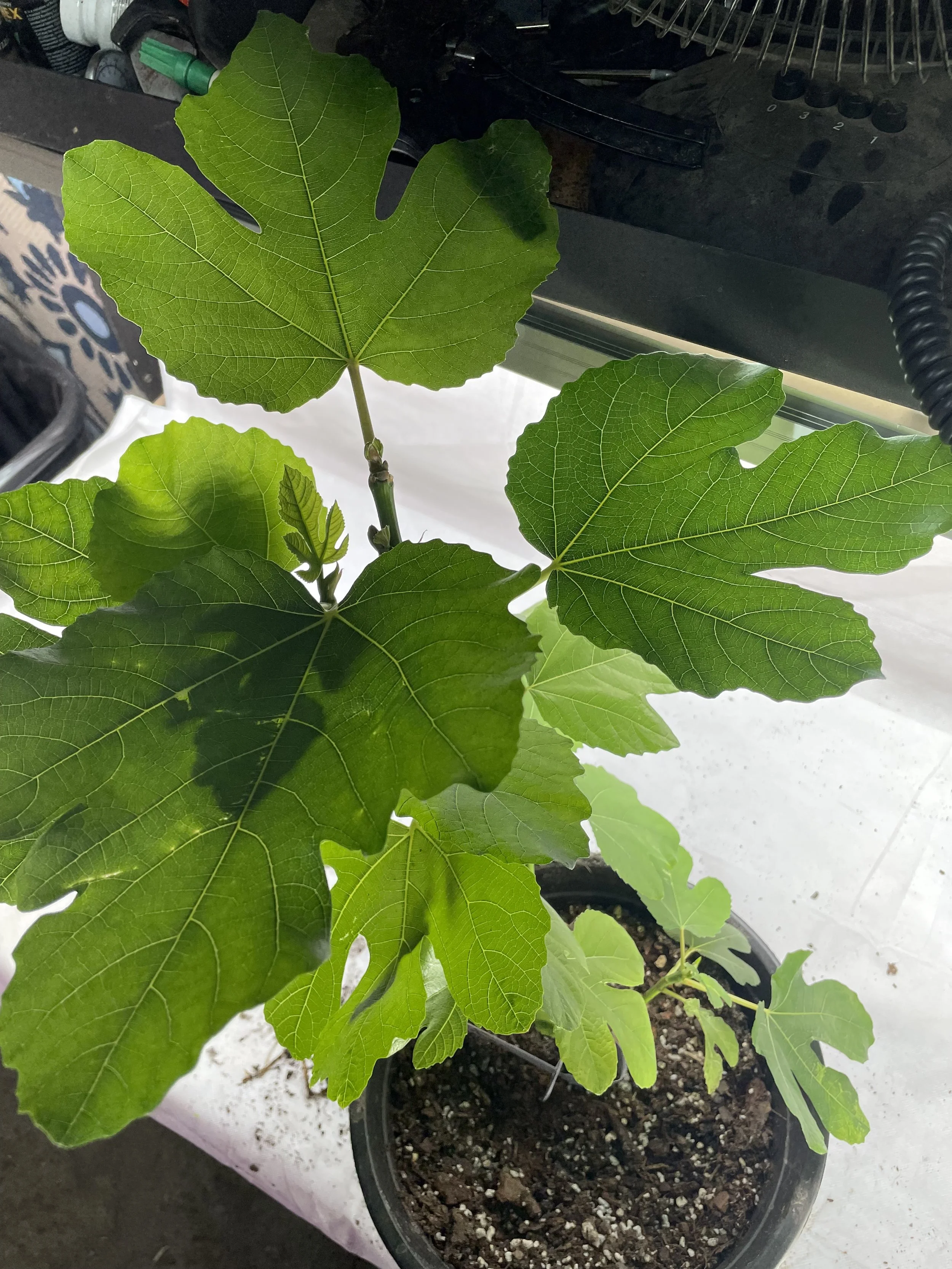 White Triana fig seedling grown from an approximately 8-inch hardwood cutting with four to five nodes taken in November 2025, showing successful establishment and early vegetative growth with expanding, well-defined leaves.
