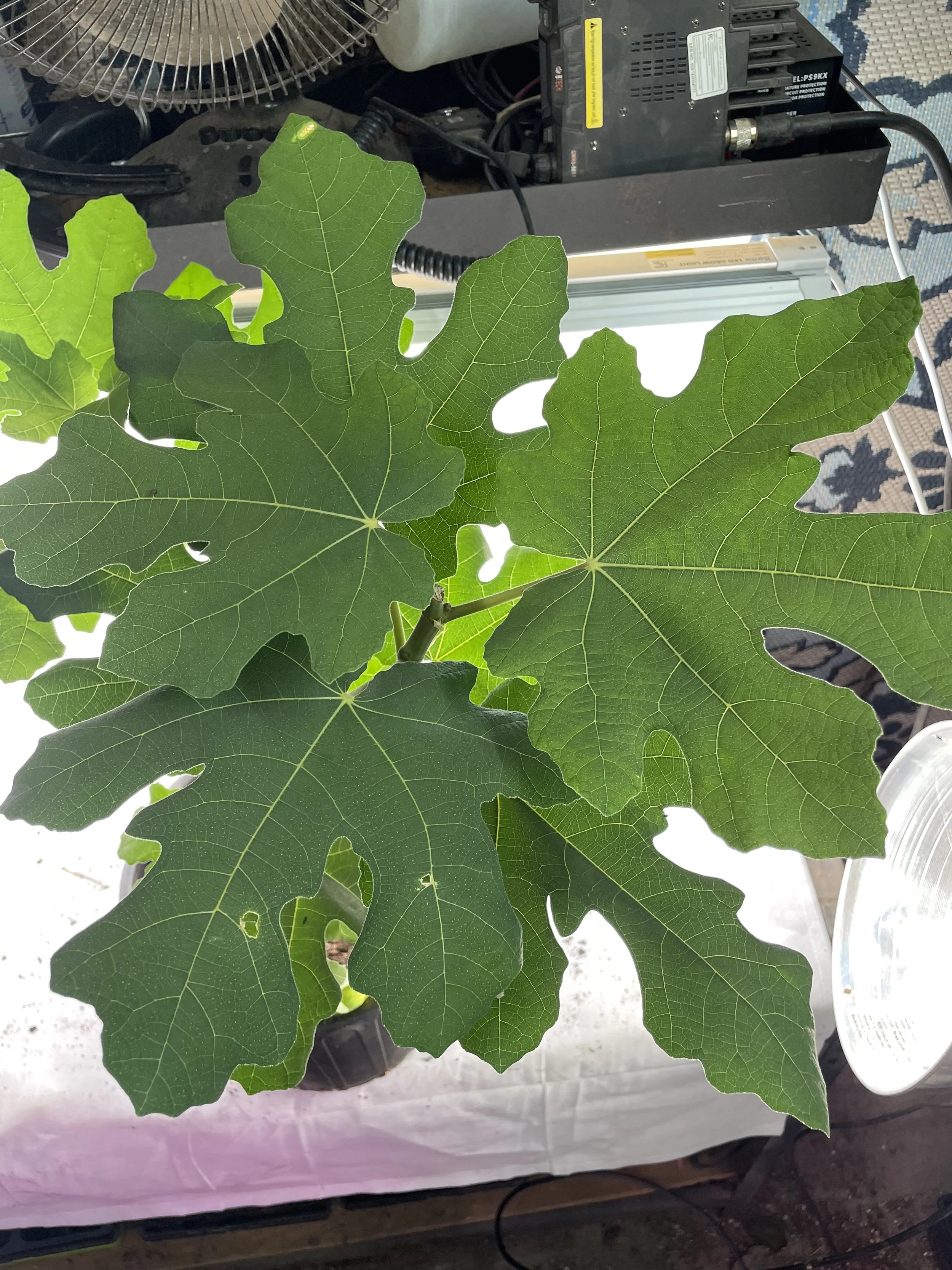 Gino’s Black fig seedling grown from an approximately 8-inch hardwood cutting with four to five nodes taken in November 2025, showing broad leaf development with pronounced lobing and uniform coloration during early vegetative growth.