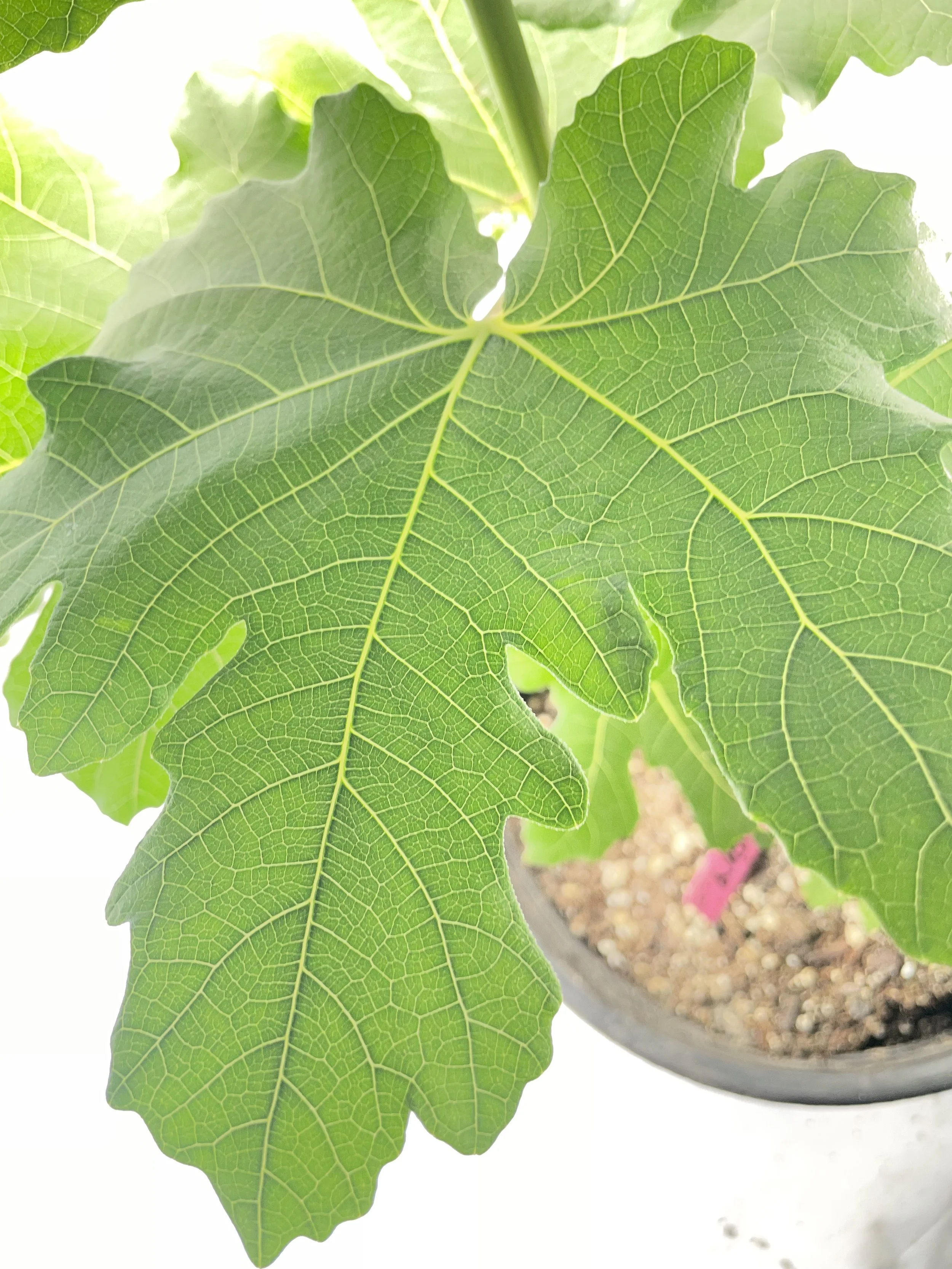 Norland fig seedling grown from an approximately 8-inch hardwood cutting with four to five nodes taken in November 2025, showing broad leaf expansion with clearly defined venation and moderate lobing during early vegetative growth.
