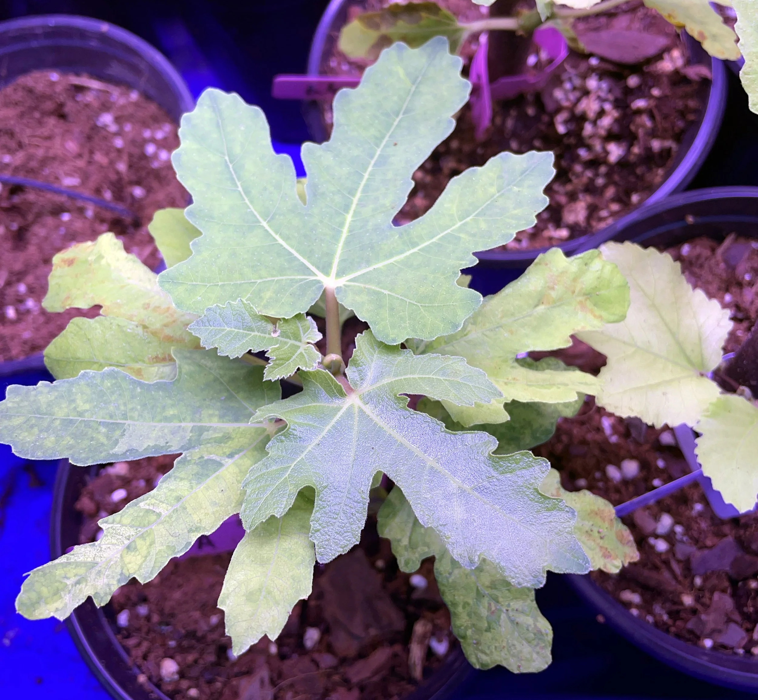 Close-up of young fig leaves on rooted cutting showing healthy growth and vibrant foliage — Giles County Figs