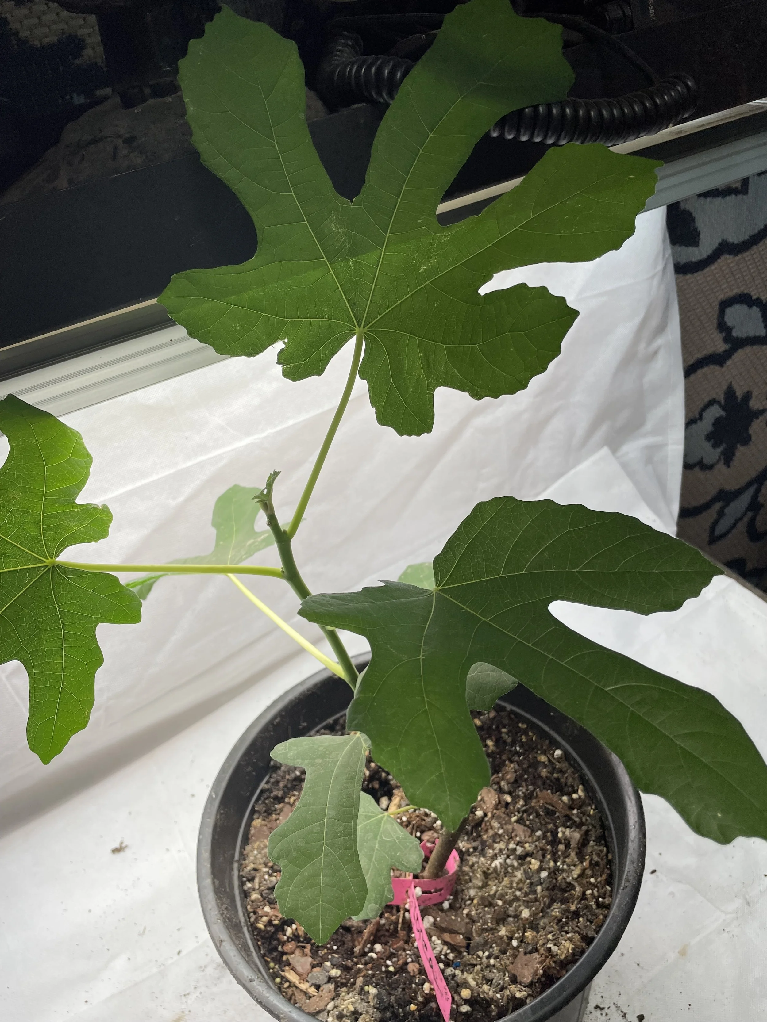 Growth habit of Florea fig established from fall cuttings, documenting stem structure and leaf arrangement under Zone 7b research conditions