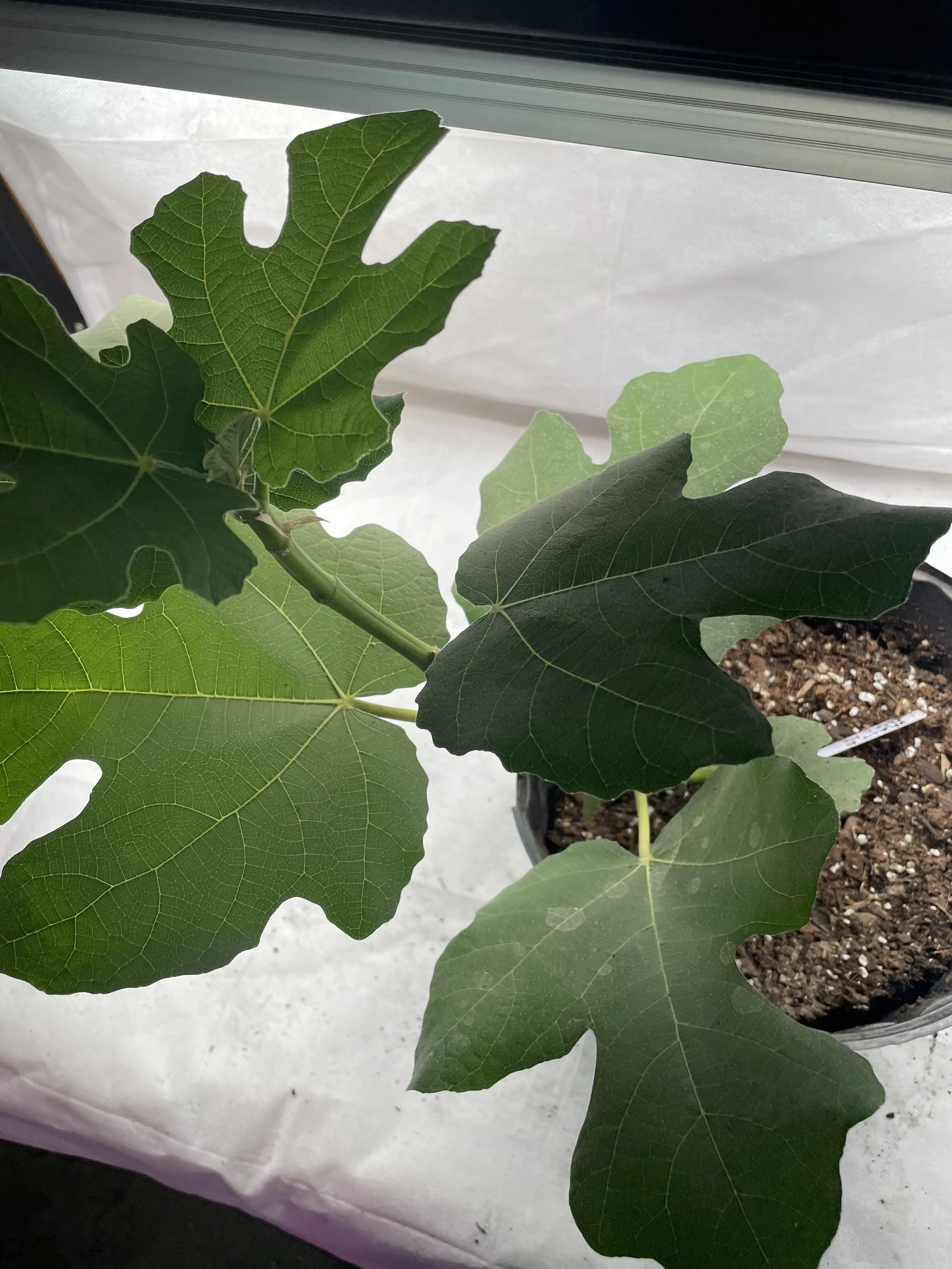 Growth habit of Malta Black fig established from fall cuttings, documenting stem structure and leaf arrangement under Zone 7b research conditions