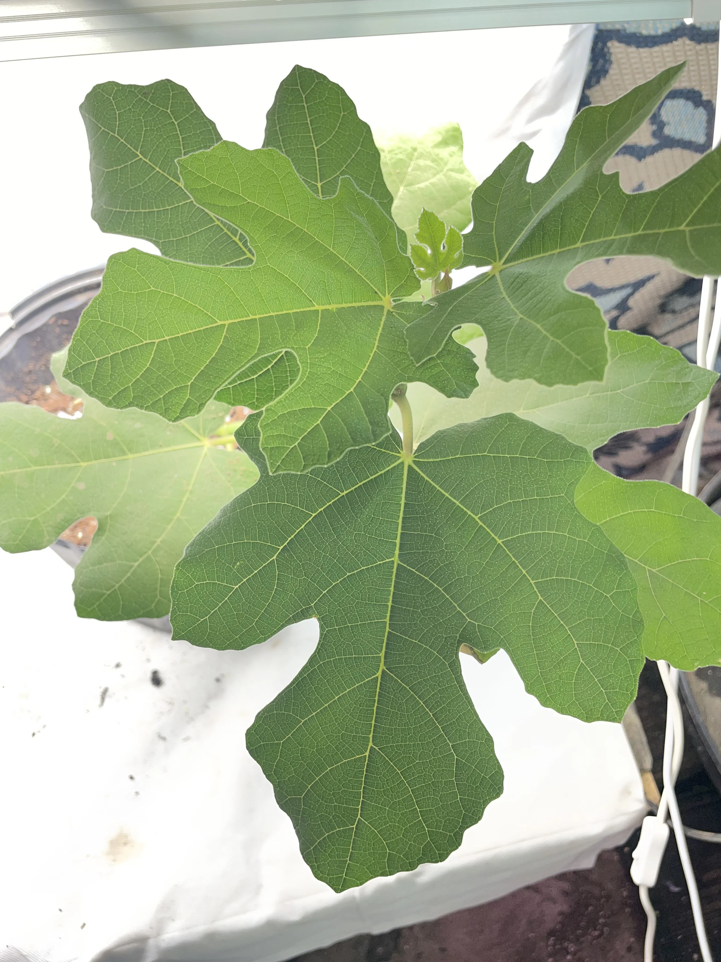 Leaf morphology of Malta Black fig propagated from fall cuttings, showing broad lobing and vein structure during early growth in a Zone 7b observational trial