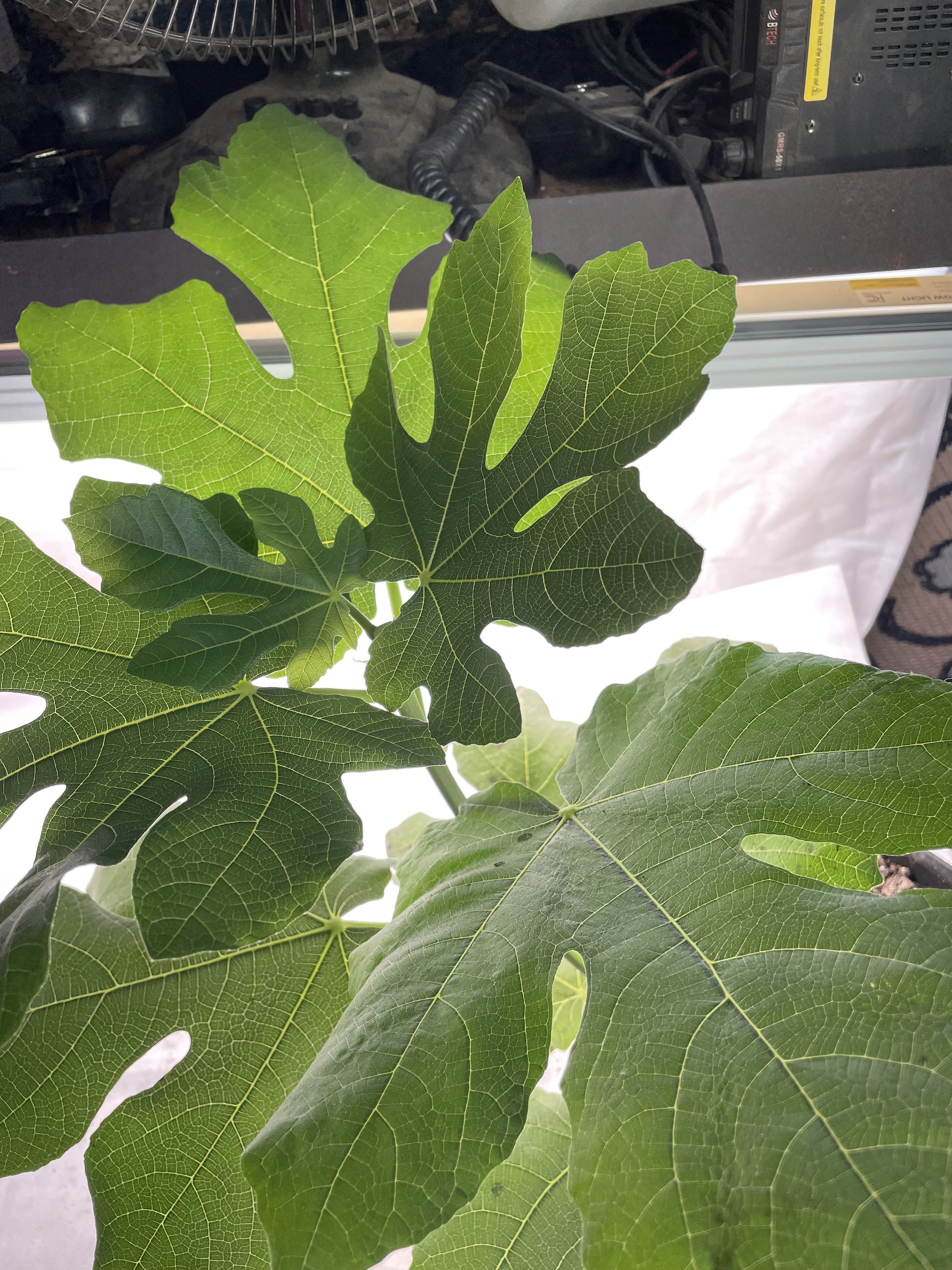 Col de Dame Grise fig seedling grown from an approximately 8-inch hardwood cutting with four to five nodes taken in November 2025, showing early leaf expansion with distinct lobing and layered leaf arrangement during initial vegetative growth.