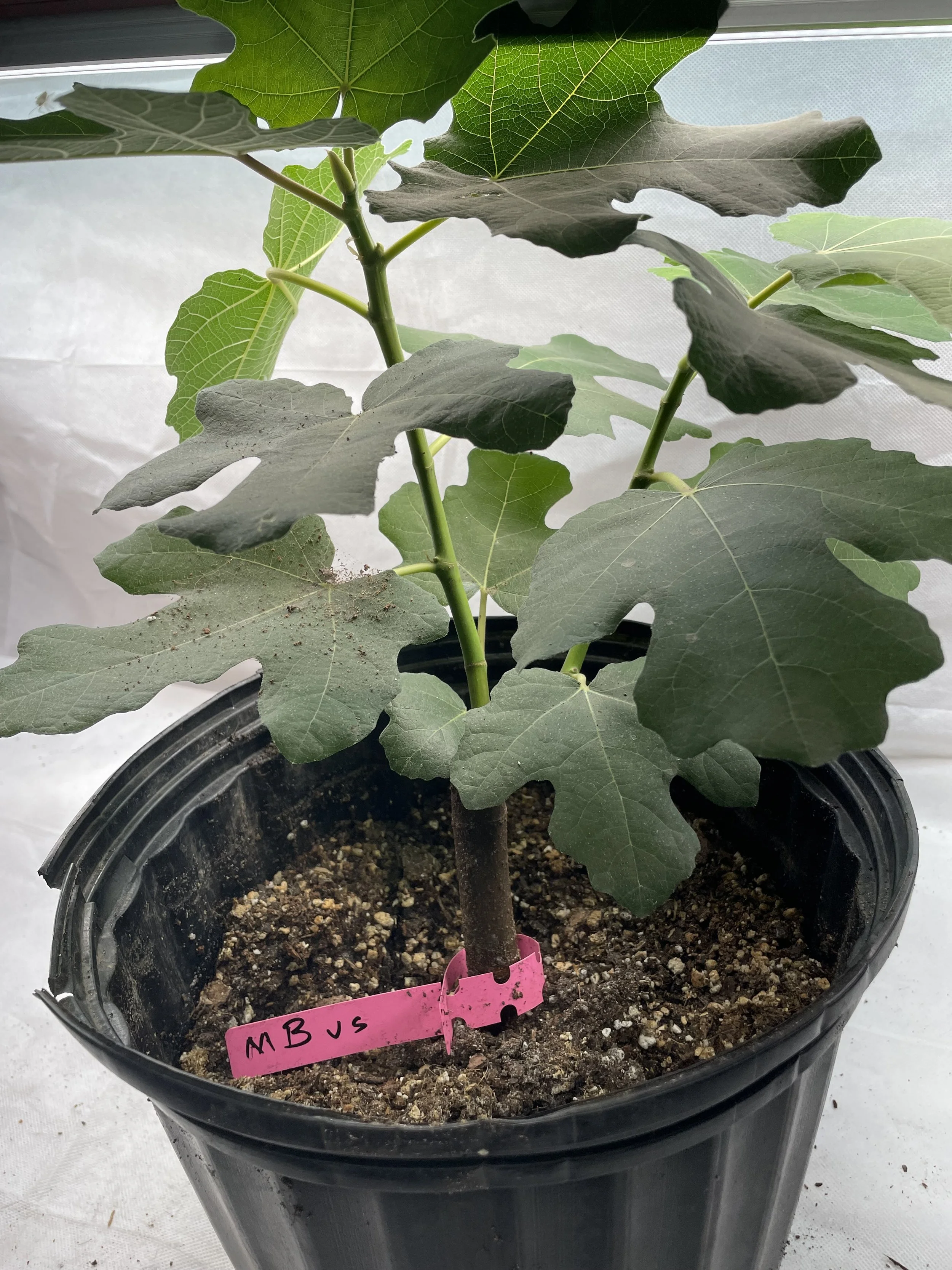 Growth habit of Marseilles Black VS fig established from fall cuttings, documenting stem structure and leaf arrangement under Zone 7b research conditions