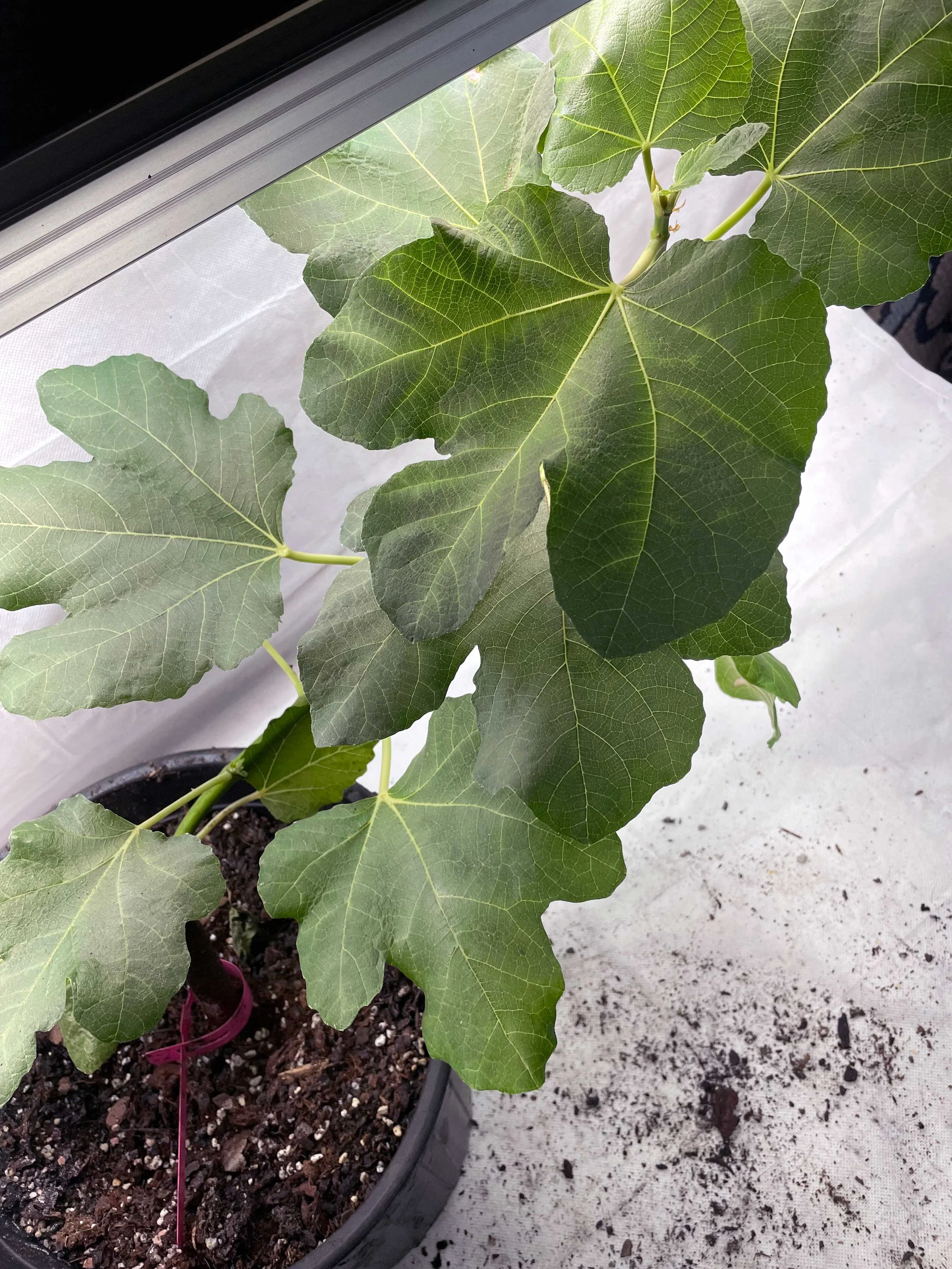 Leaf morphology of Sultane fig propagated from fall cuttings, showing lobing pattern and vein structure during early growth in a Zone 7b observational trial
