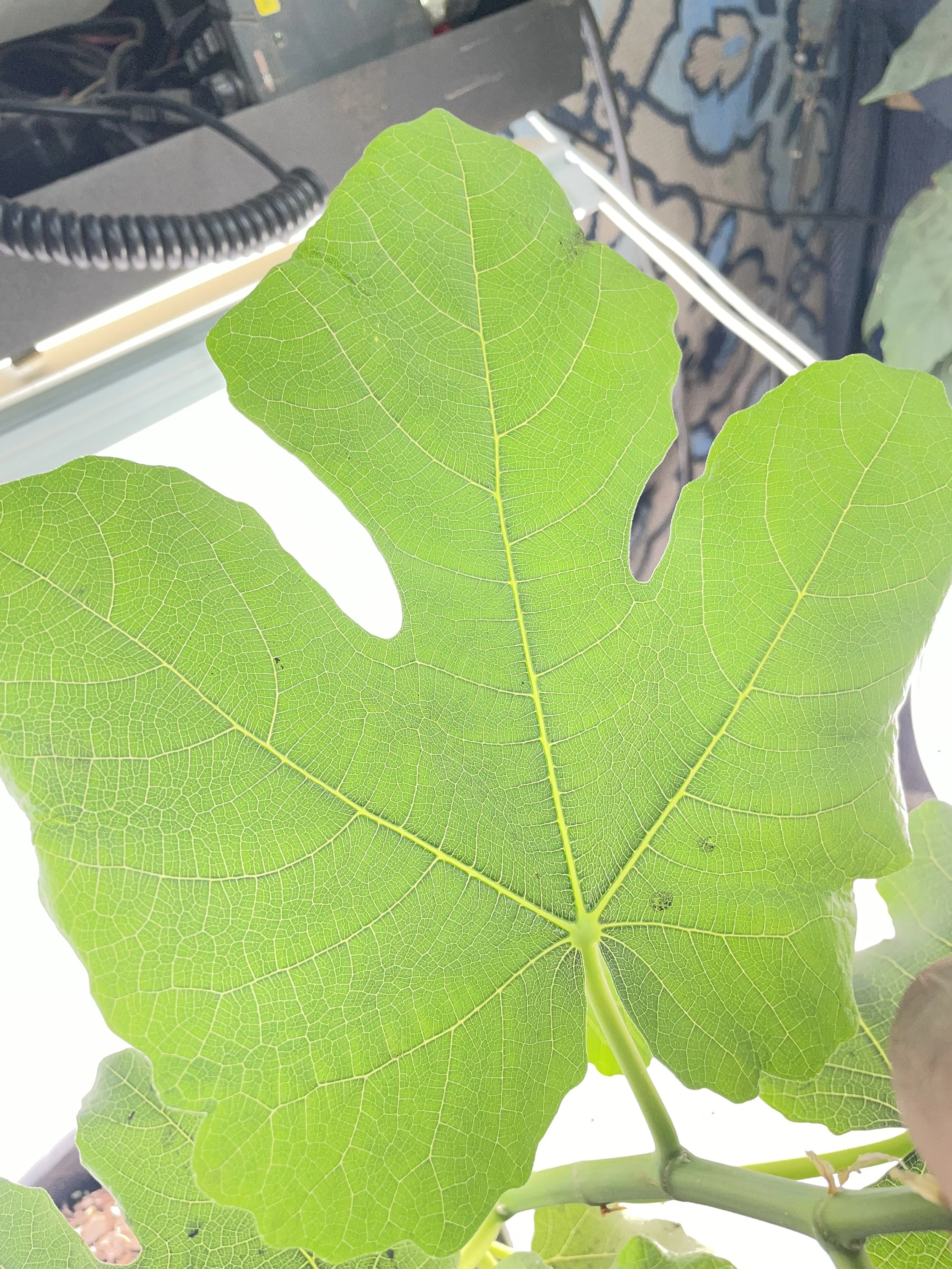 Col de Dame Grise fig seedling grown from an approximately 8-inch hardwood cutting with four to five nodes taken in November 2025, showing smooth leaf surface, defined venation, and balanced early growth during its first growing cycle.