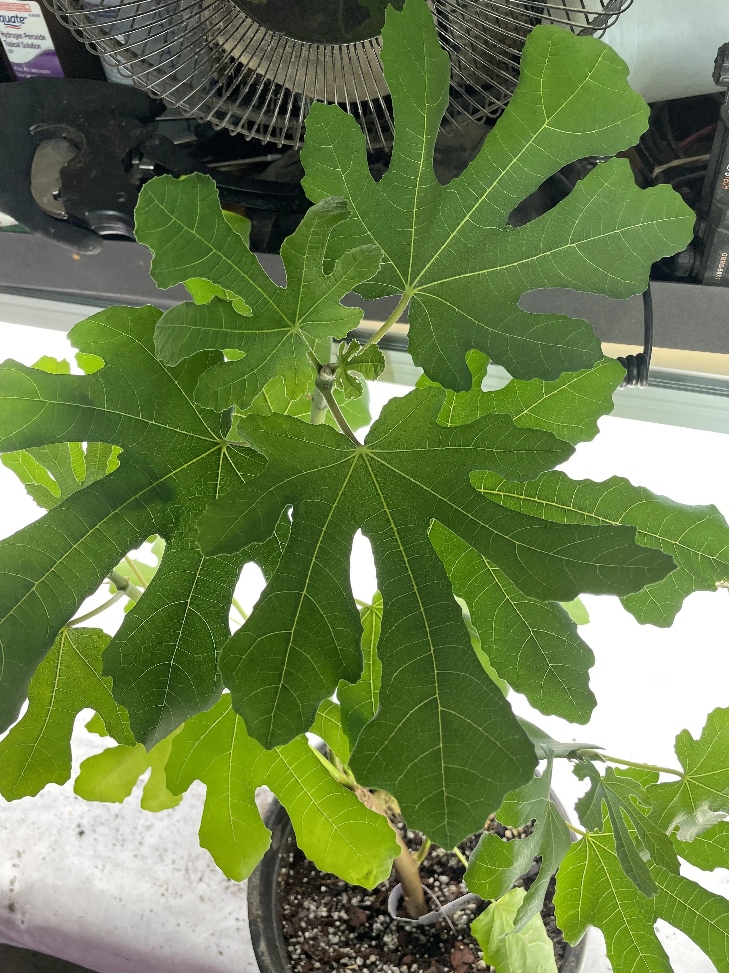 Smith fig seedling grown from an approximately 8-inch hardwood cutting with four to five nodes taken in November 2025, showing broad, well-lobed leaves and developing canopy structure during its first growing cycle.