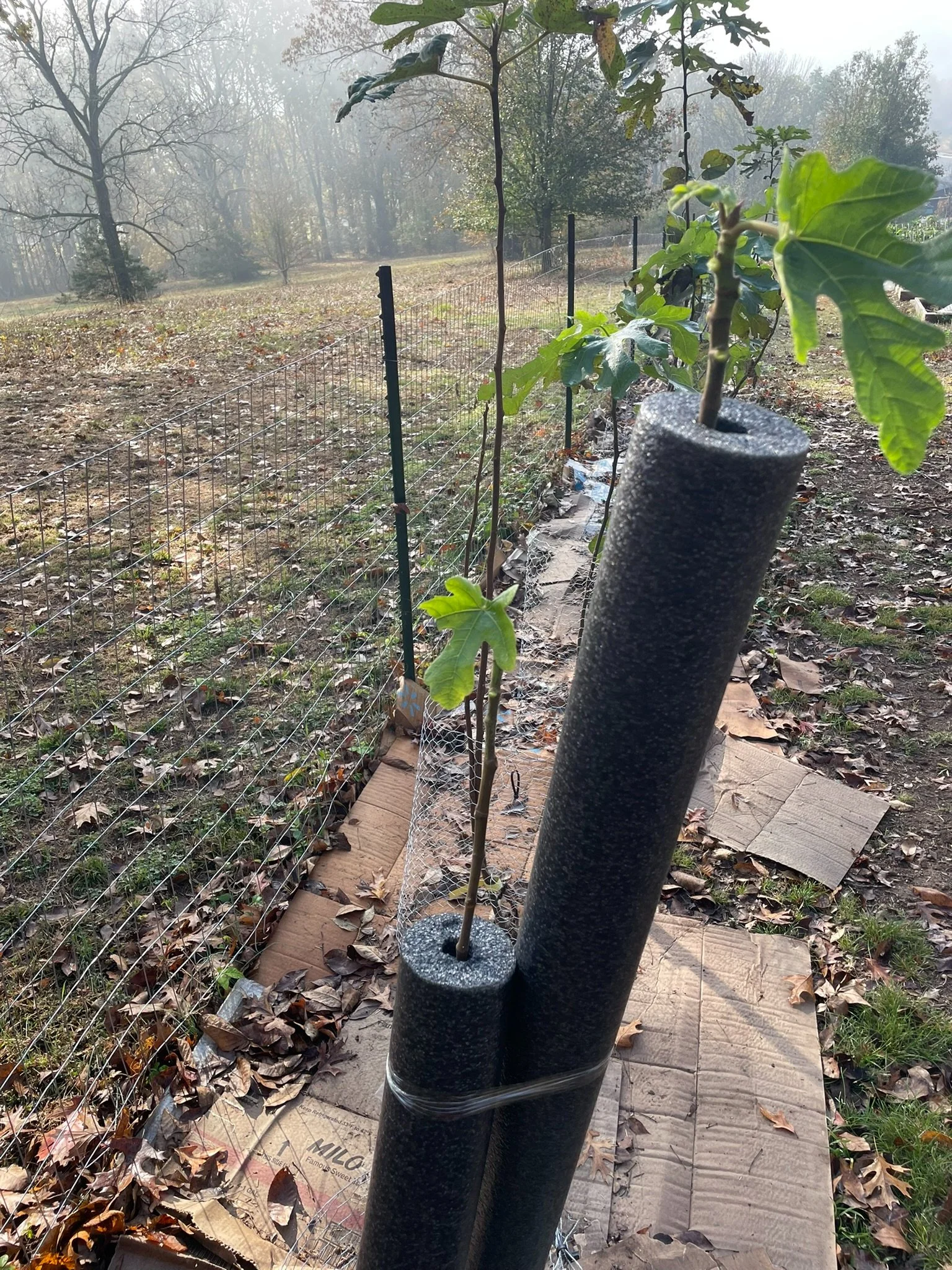 "Insulated fig tree trunk using foam pool noodles for winter protection — practical cold-weather technique used at Giles County Figs."