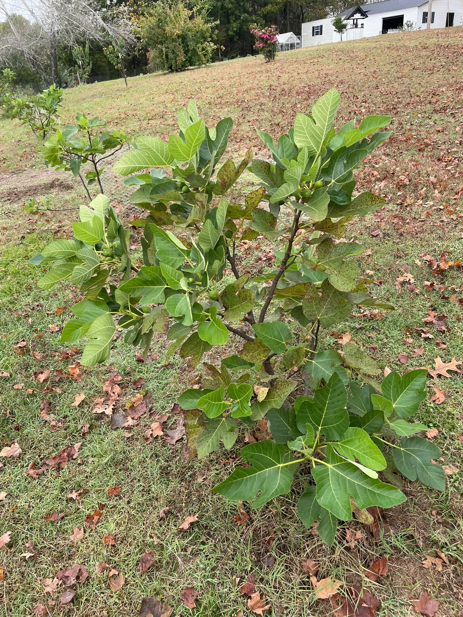 Young fig orchard with multiple trees planted in rows demonstrating field growth and cultivar testing — Giles County Figs.