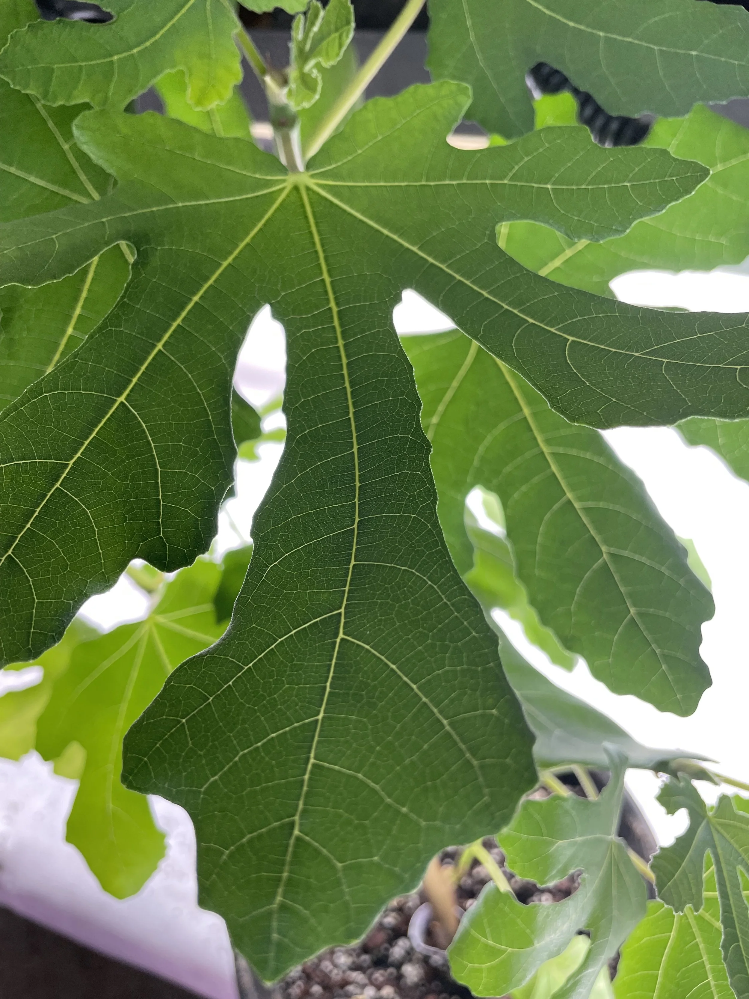 Smith fig seedling grown from an approximately 8-inch hardwood cutting with four to five nodes taken in November 2025, showing early leaf expansion with elongated lobes and defined venation during initial vegetative growth.