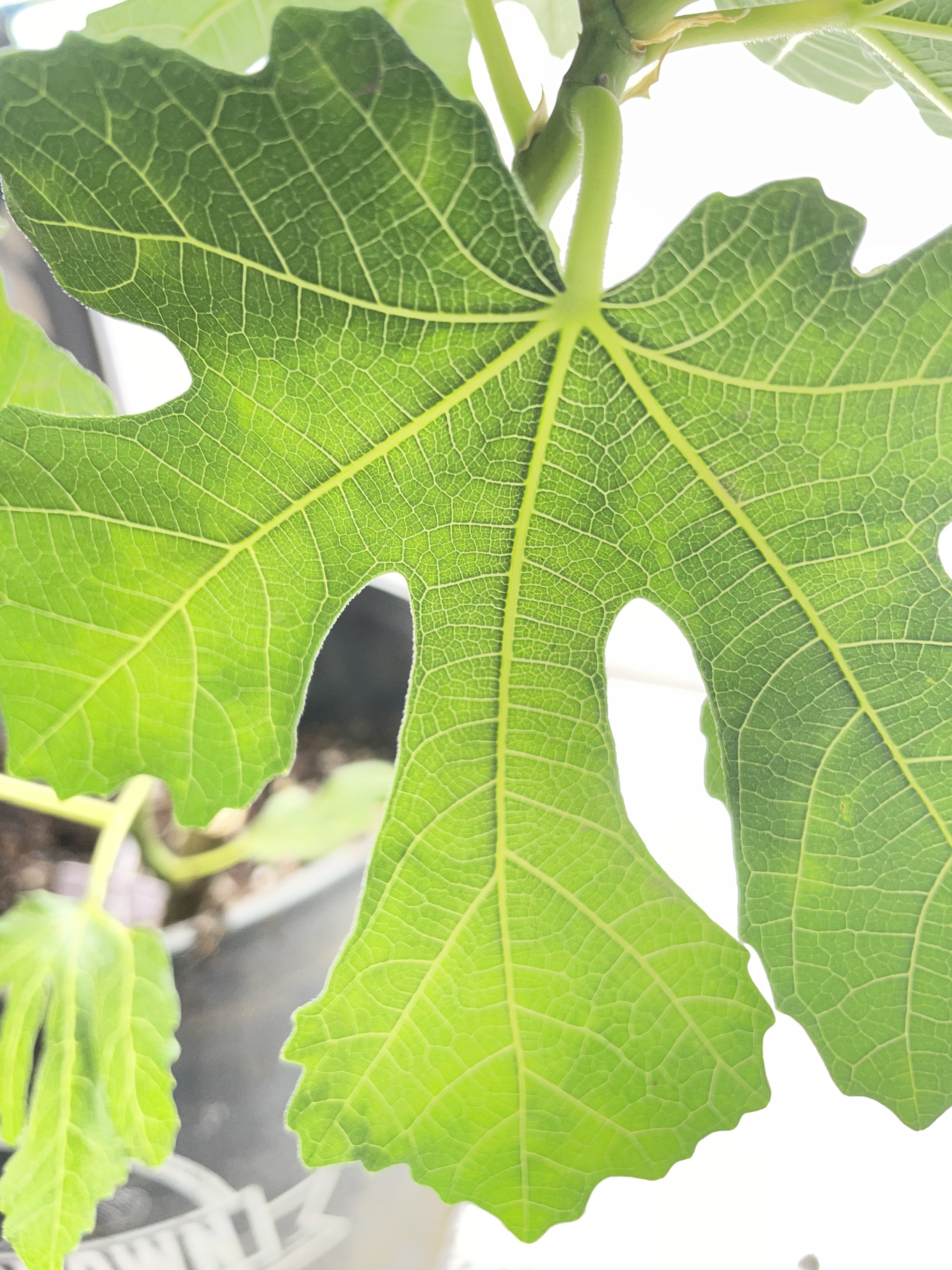 Leaf morphology of LSU Scott’s Black fig propagated from fall cuttings, showing deep lobing and vein structure during early growth in a Zone 7b observational trial