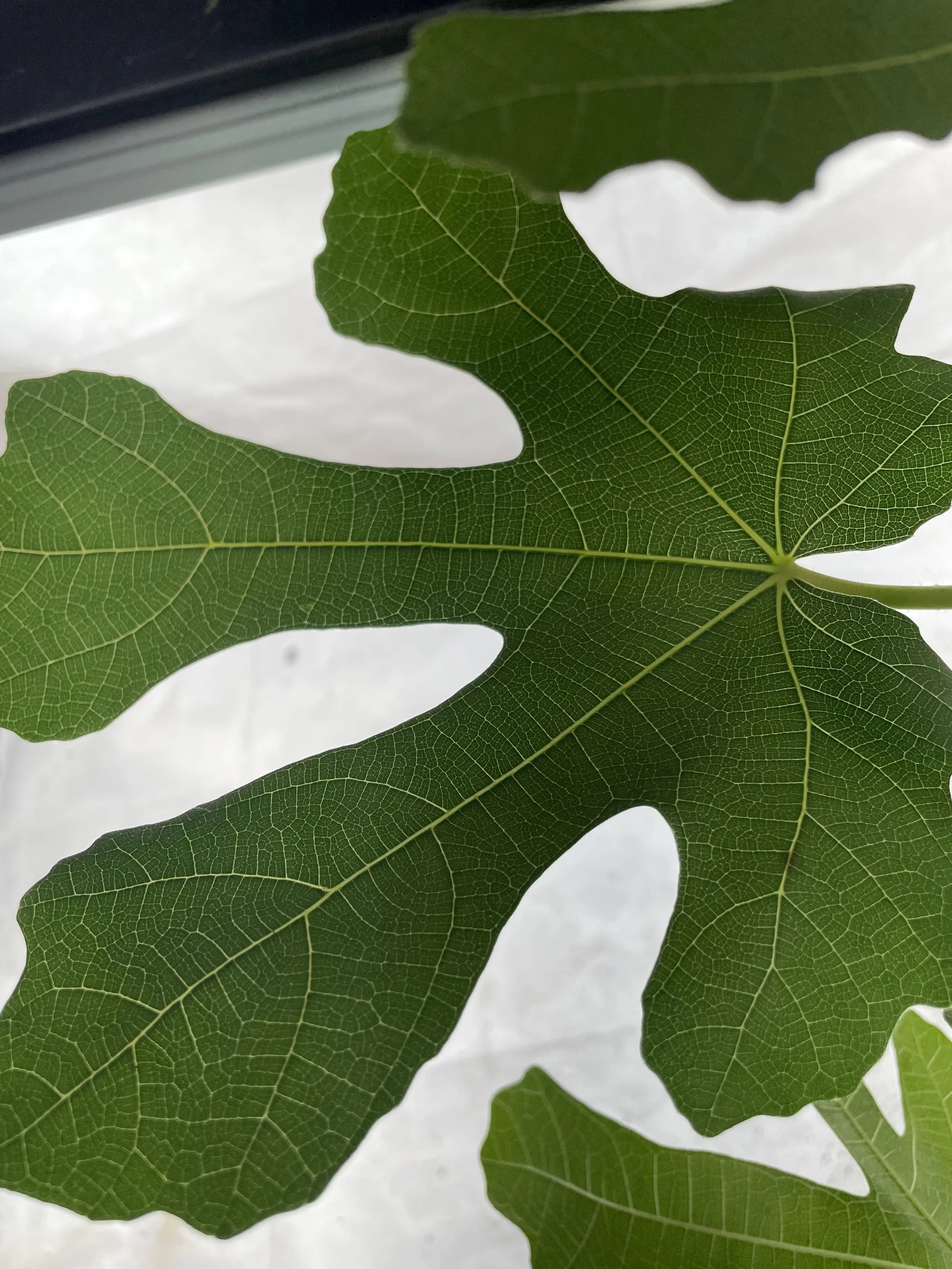 Leaf morphology of Rhonda de Boureaux fig propagated from fall cuttings, showing deep lobing and vein structure during early growth in a Zone 7b observational trial