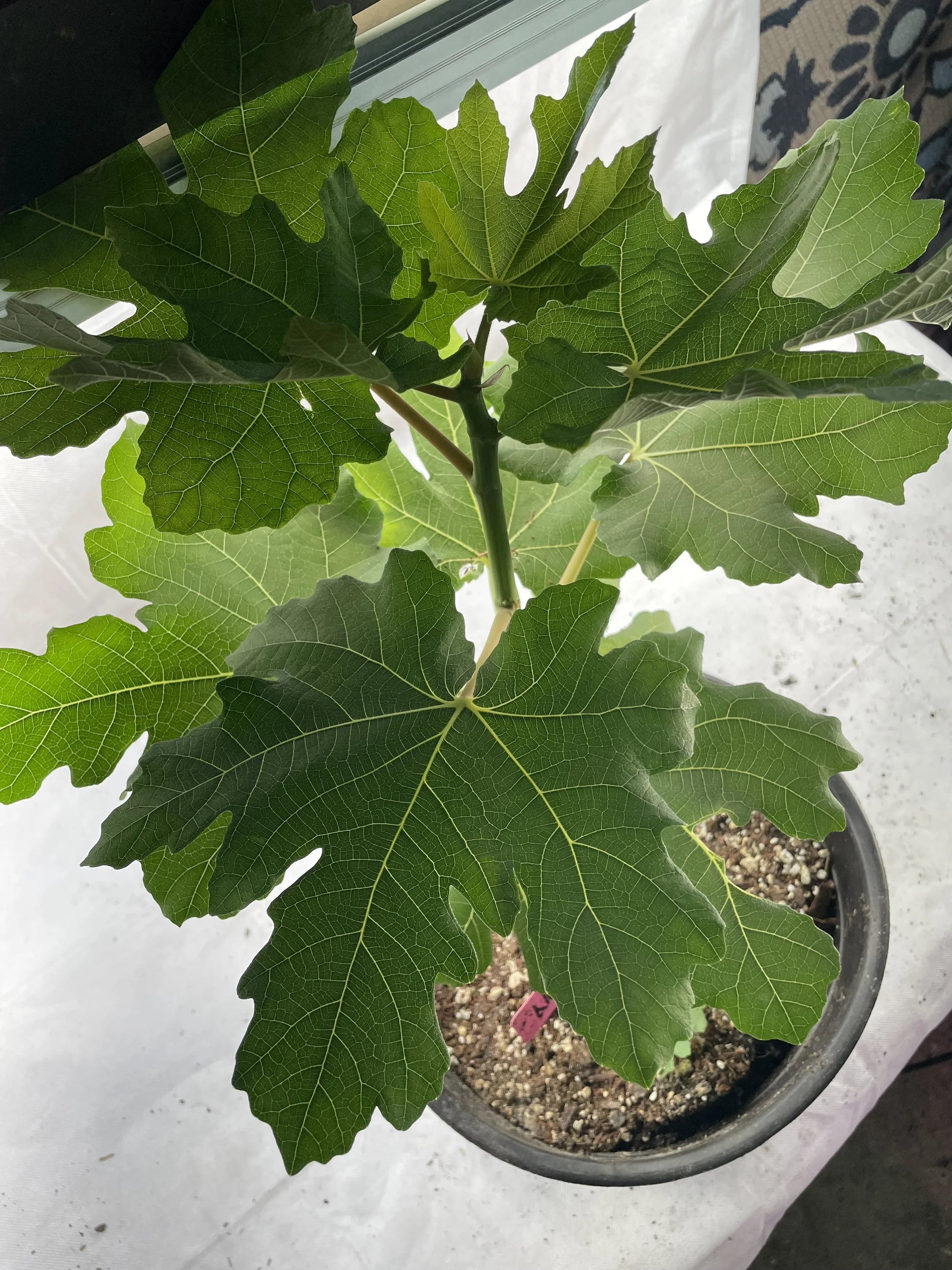 Norland fig seedling grown from an approximately 8-inch hardwood cutting with four to five nodes taken in November 2025, showing balanced leaf development and early structural formation along the main stem during its first growing cycle.