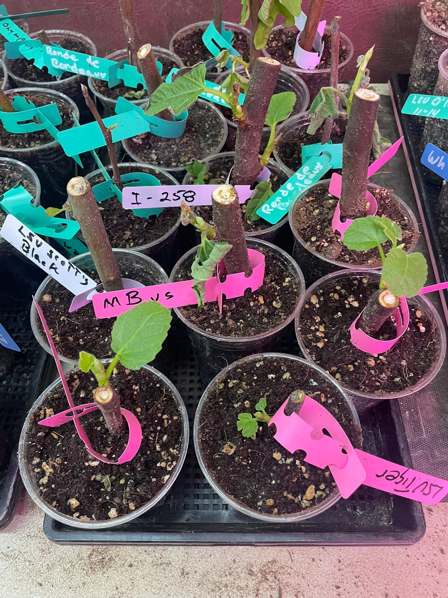 "Propagation trays with labeled fig cuttings in nursery containers — organized fig propagation process at Giles County Figs."