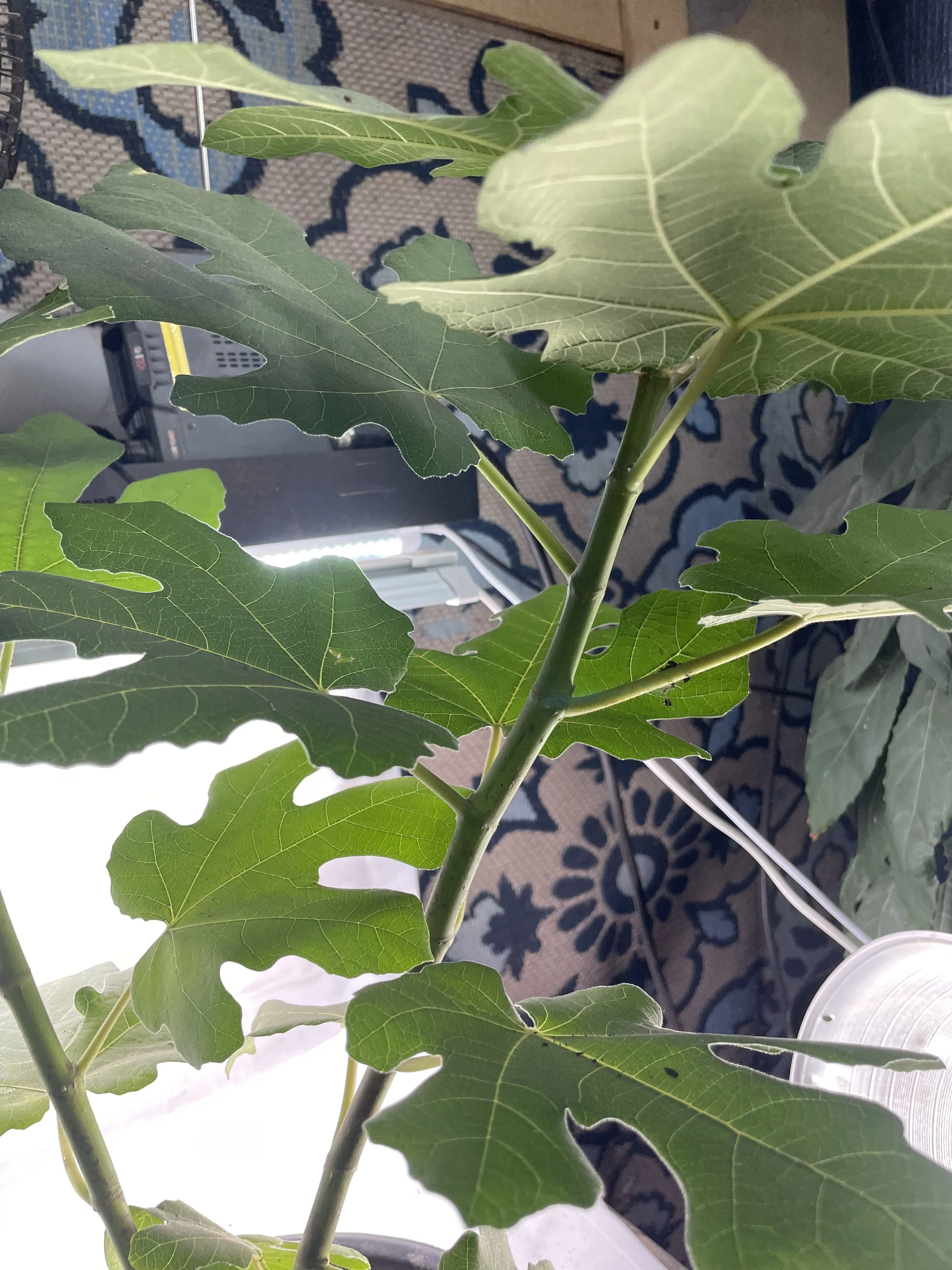 Gino’s Black fig seedling grown from an approximately 8-inch hardwood cutting with four to five nodes taken in November 2025, showing defined internodes and steady leaf expansion along the main stem during its first growing cycle.