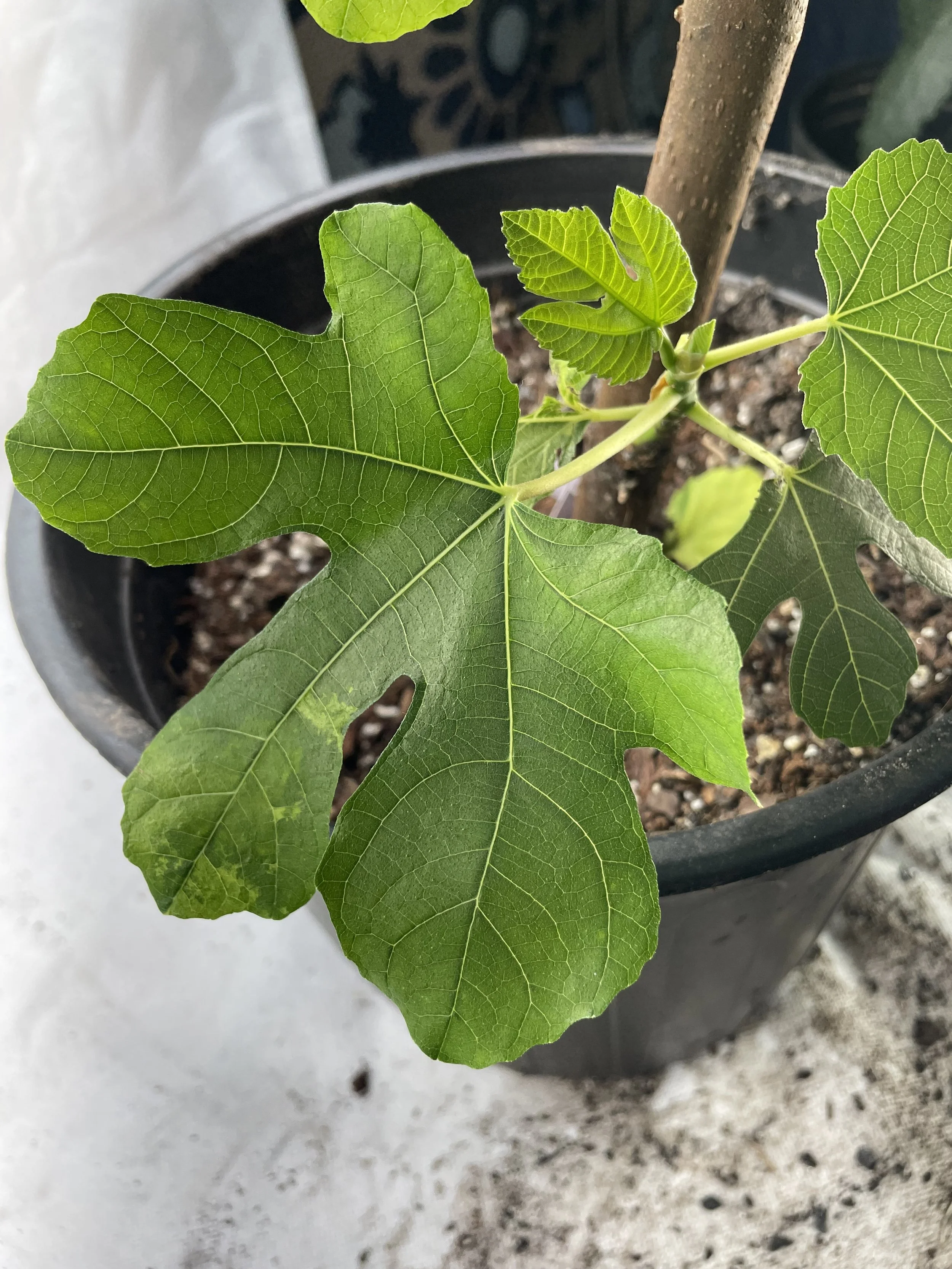 White Triana fig seedling grown from an approximately 8-inch hardwood cutting with four to five nodes taken in November 2025, showing healthy leaf development and early structural formation during its first growing cycle.