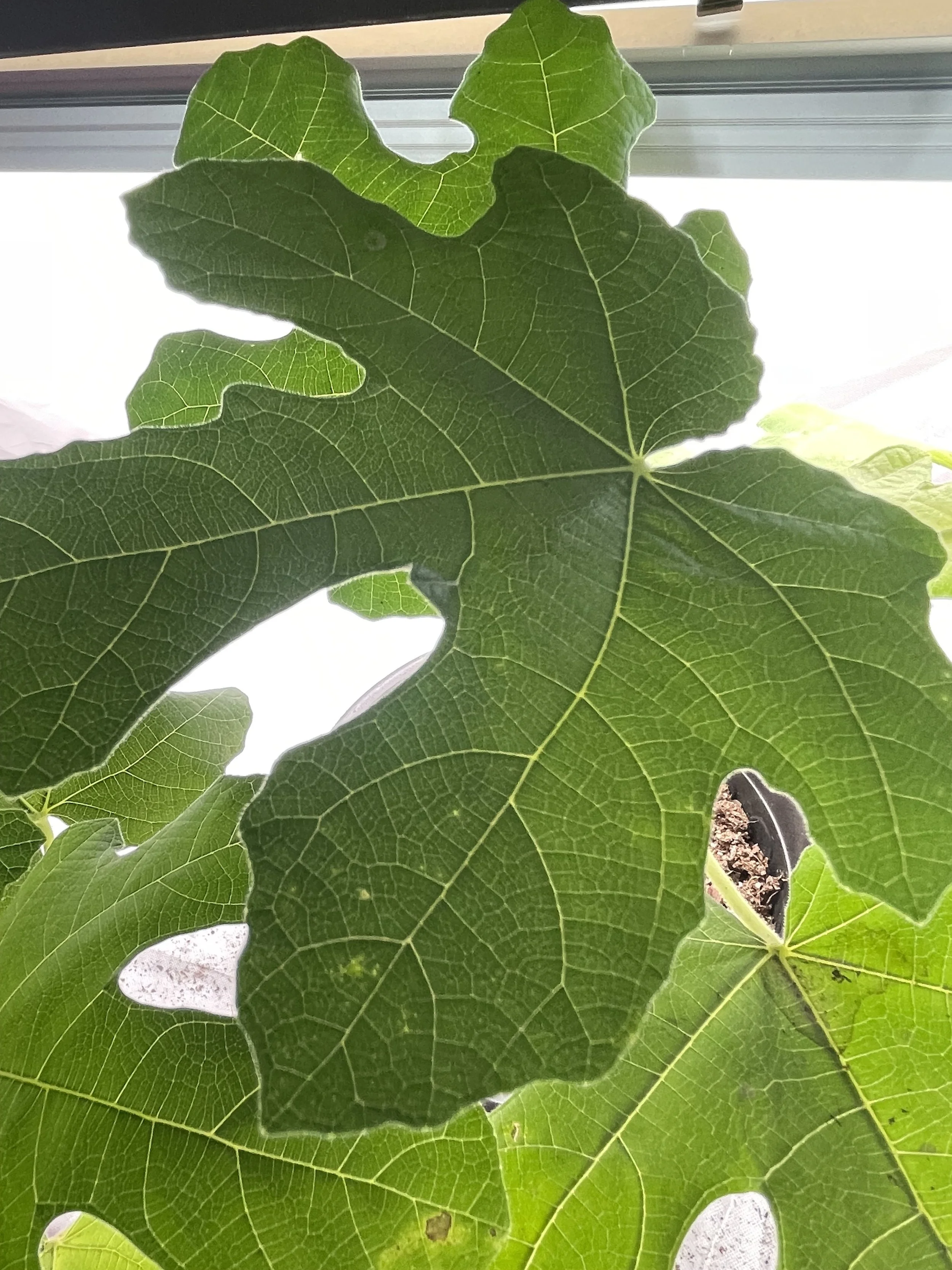 Chicago Hardy fig seedling grown from an approximately 8-inch hardwood cutting with four to five nodes taken in November 2025, showing broad leaf development with pronounced lobing and clearly defined venation during early vegetative growth.