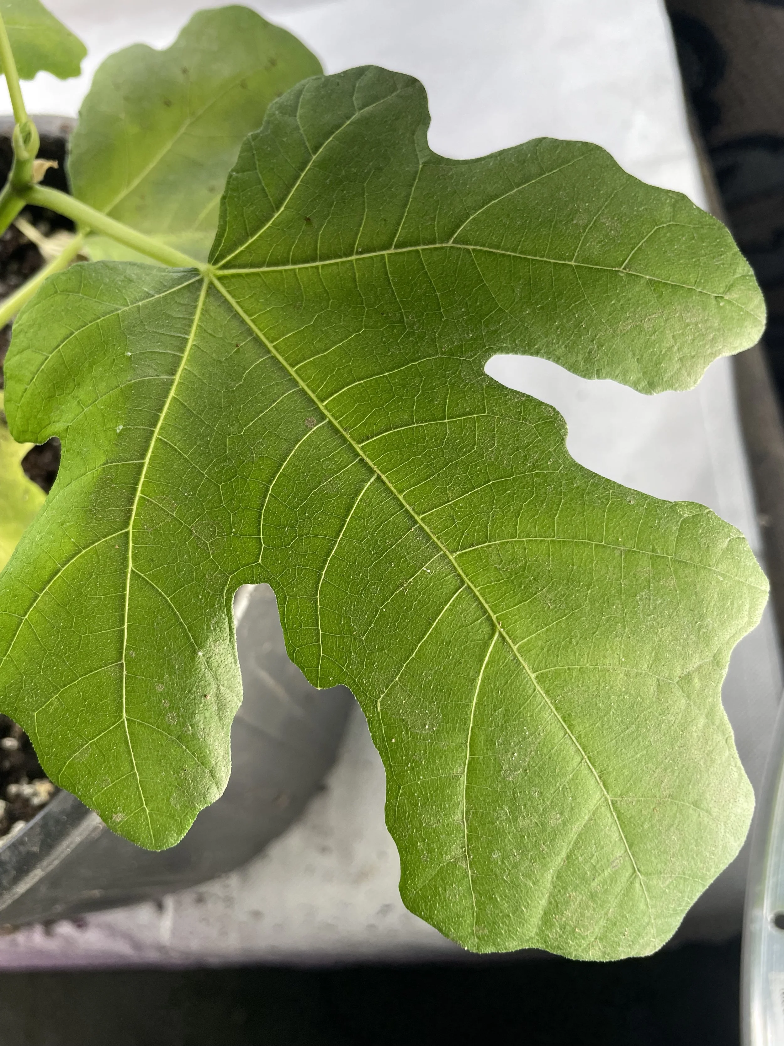 Yellow Lebanese fig seedling grown from an approximately 8-inch hardwood cutting with four to five nodes taken in November 2025, showing healthy leaf texture and vein development characteristic of early structural growth in its first growing cycle.