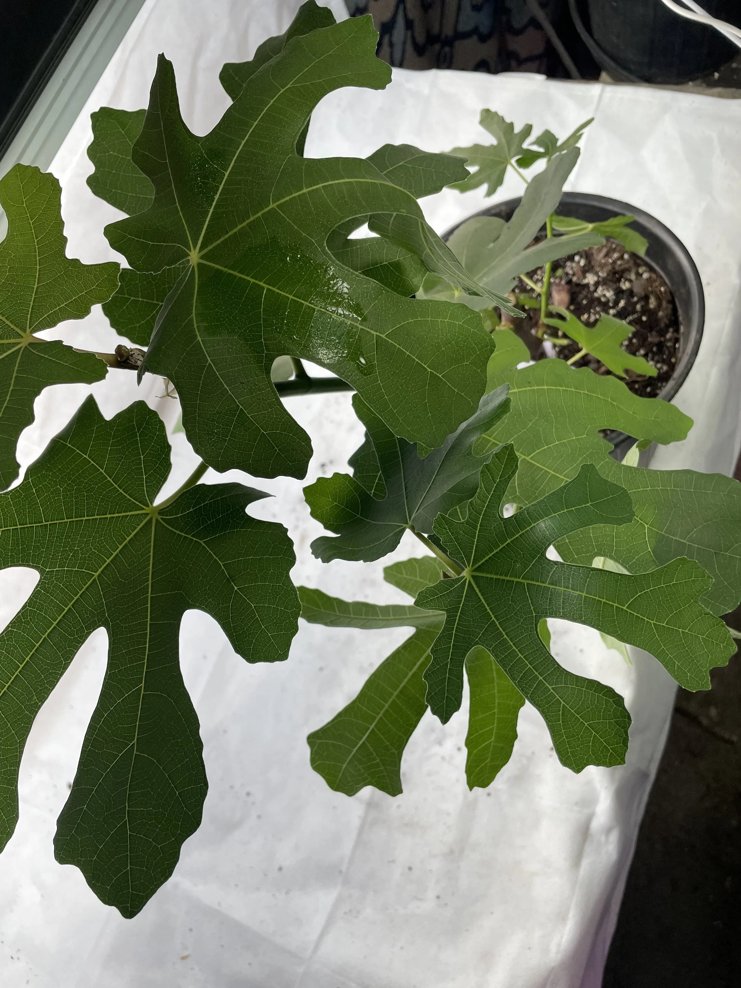 Growth habit of Rhonda de Boureaux fig established from fall cuttings, documenting stem structure and leaf arrangement under Zone 7b research conditions