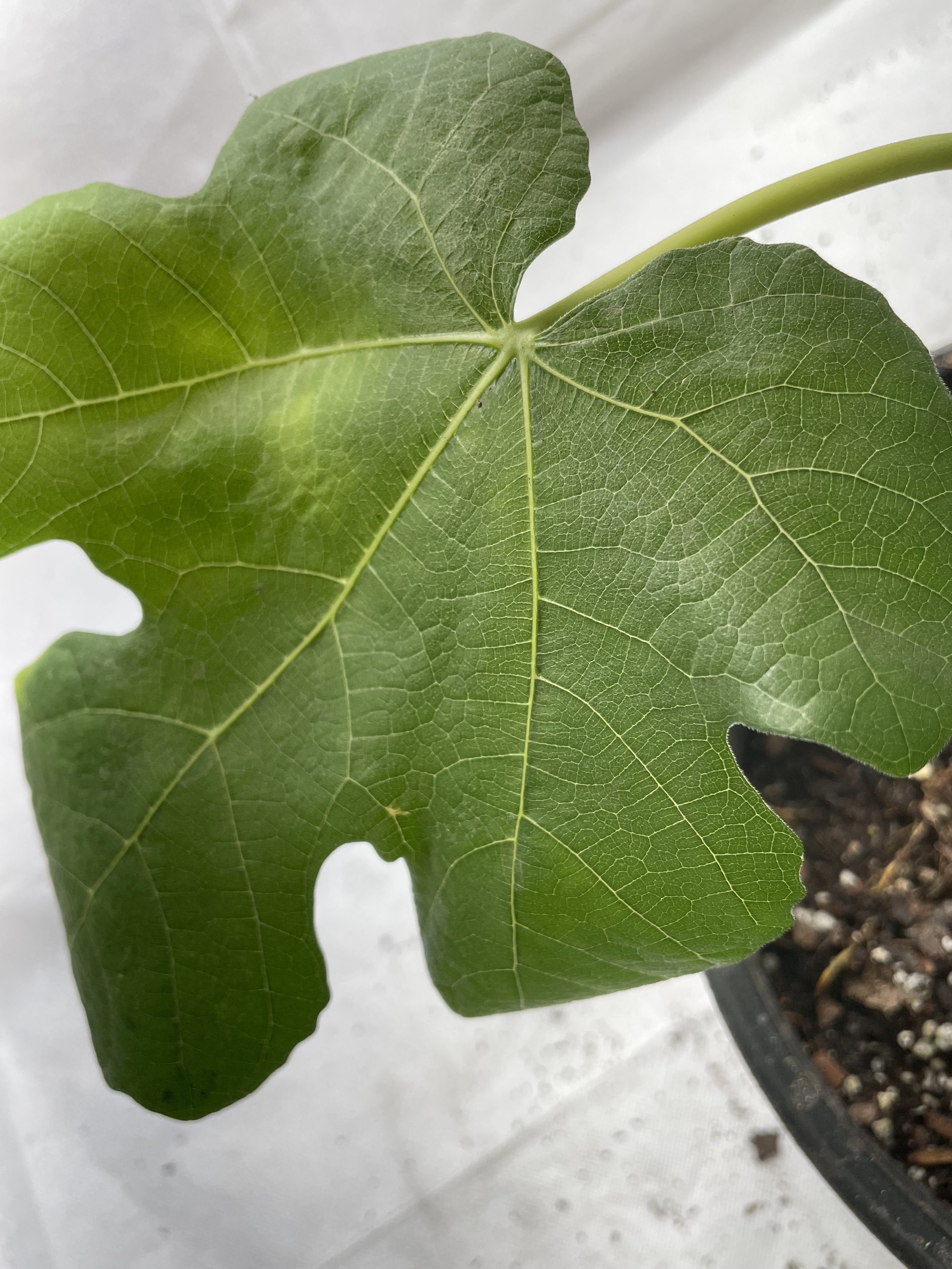 Leaf morphology of LSU Tiger fig propagated from fall cuttings, showing lobing depth and vein structure during early growth in a Zone 7b observational trial