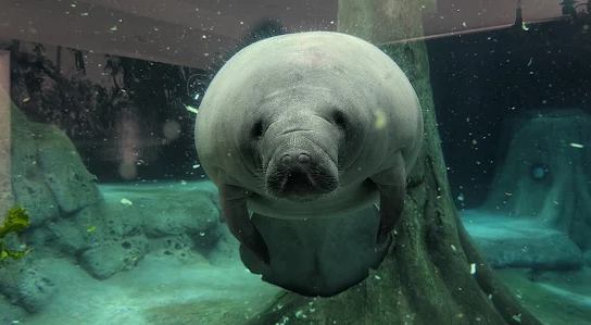 Manatee county manatee.png