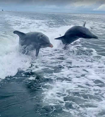 Manatee county dolphin.png