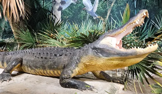 Manatee county alligator.png