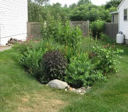 rain garden