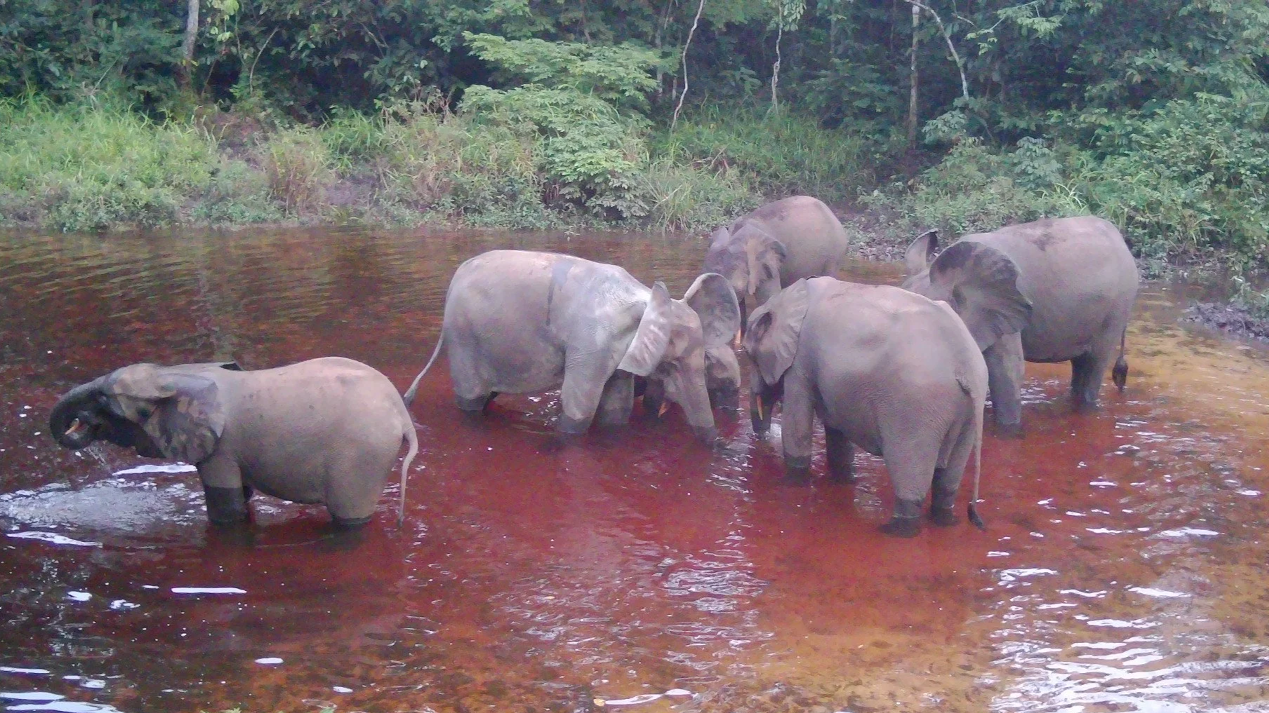 Documenting the return of the elephant to Etate