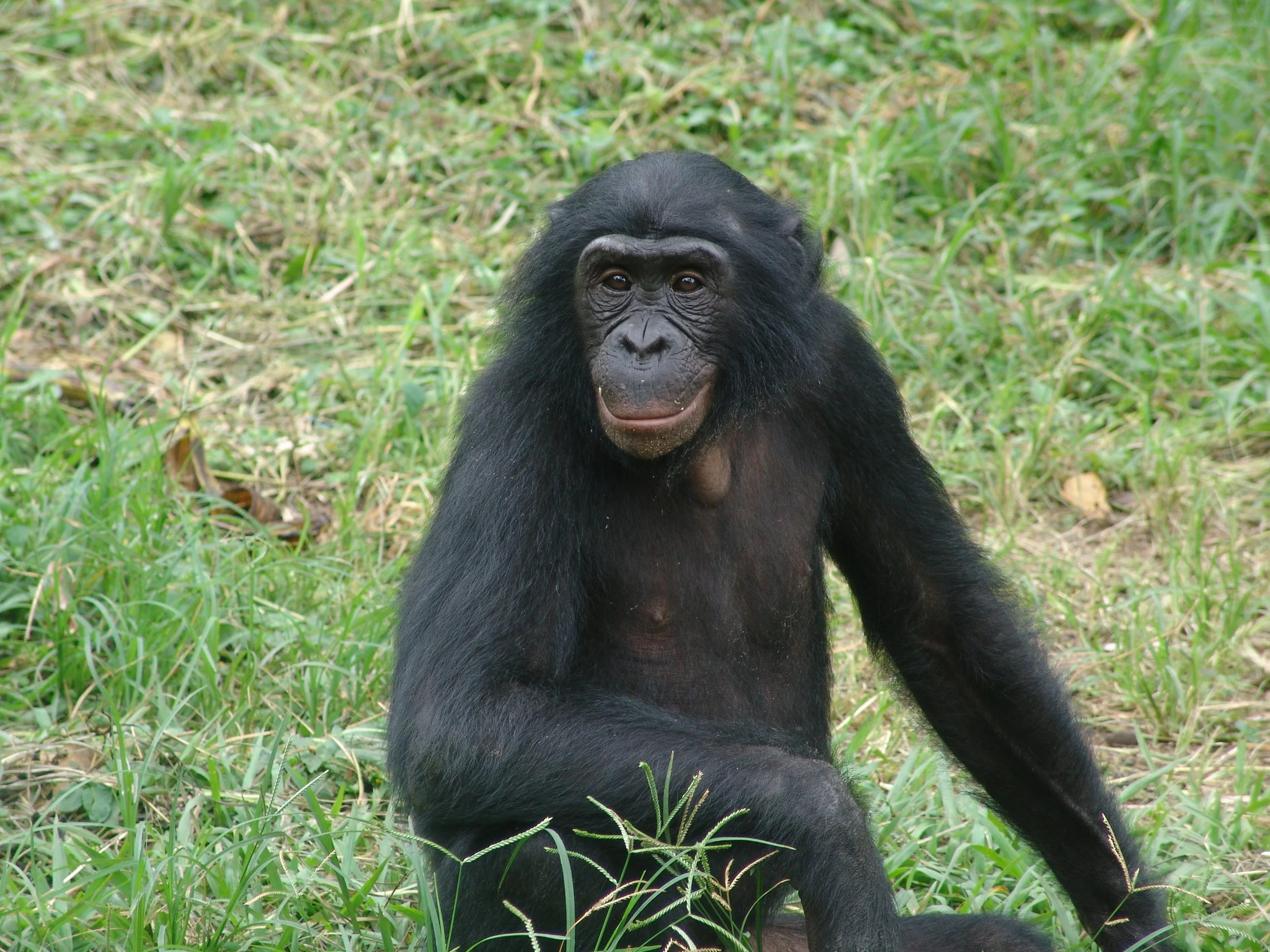 Adult bonobo