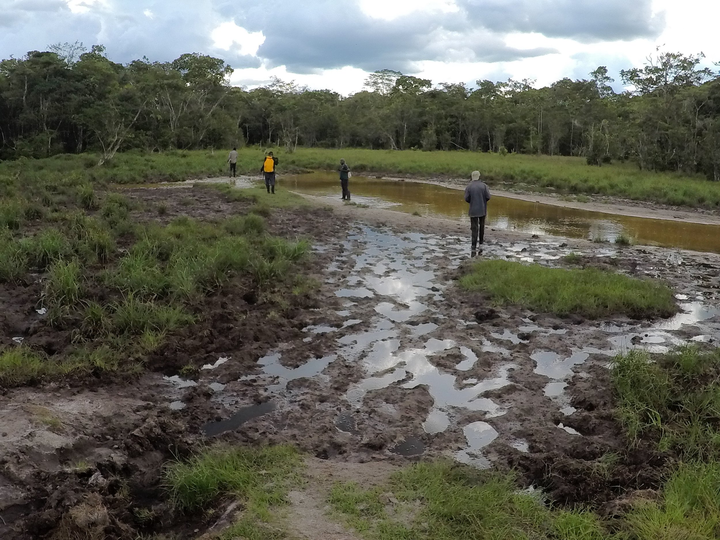 SCI research team surveys the bai, a habitat feature in Salonga’s forests that is bisected by water or stream.