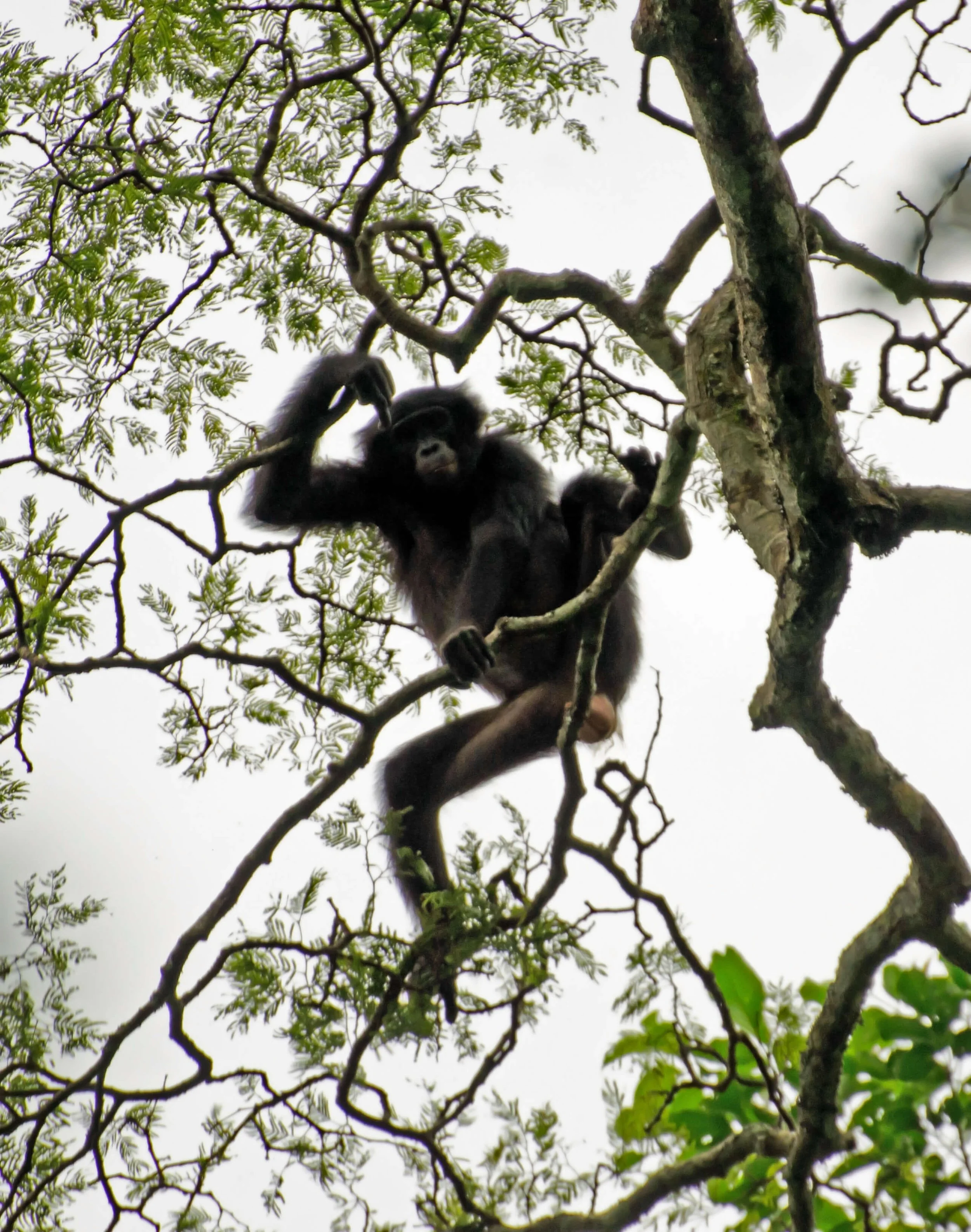 Young female bonobo, Parc Salonga, 28 April 2012.jpg