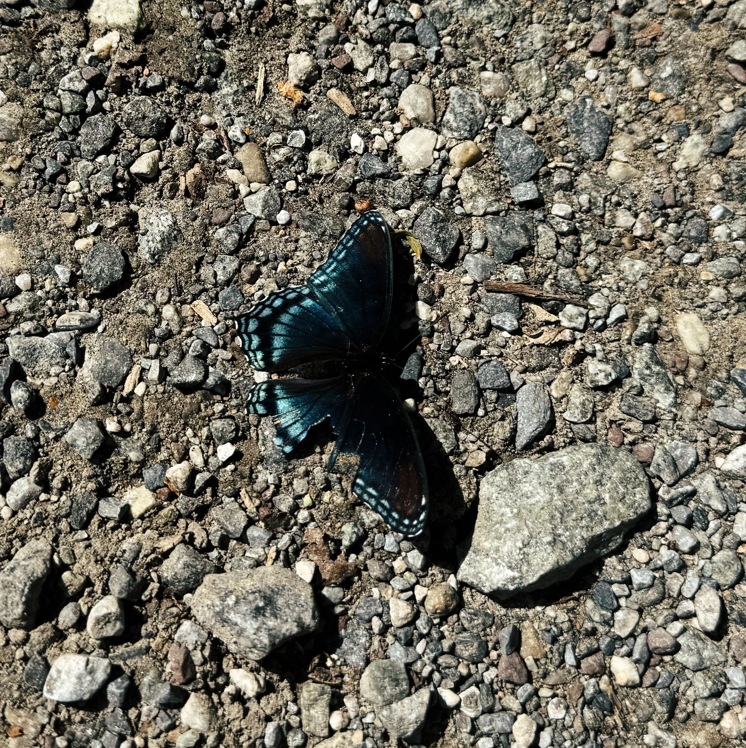 2D8C2377-D578-4778-A299-9EE557C01D1D.jpeg