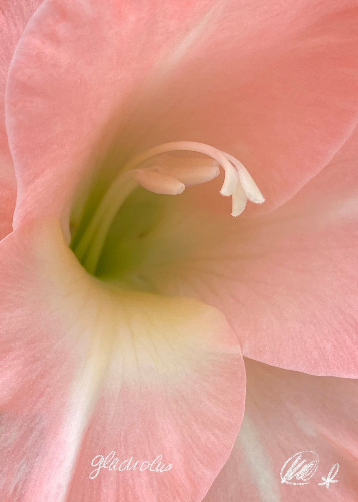 Mother’s Day Gift Card