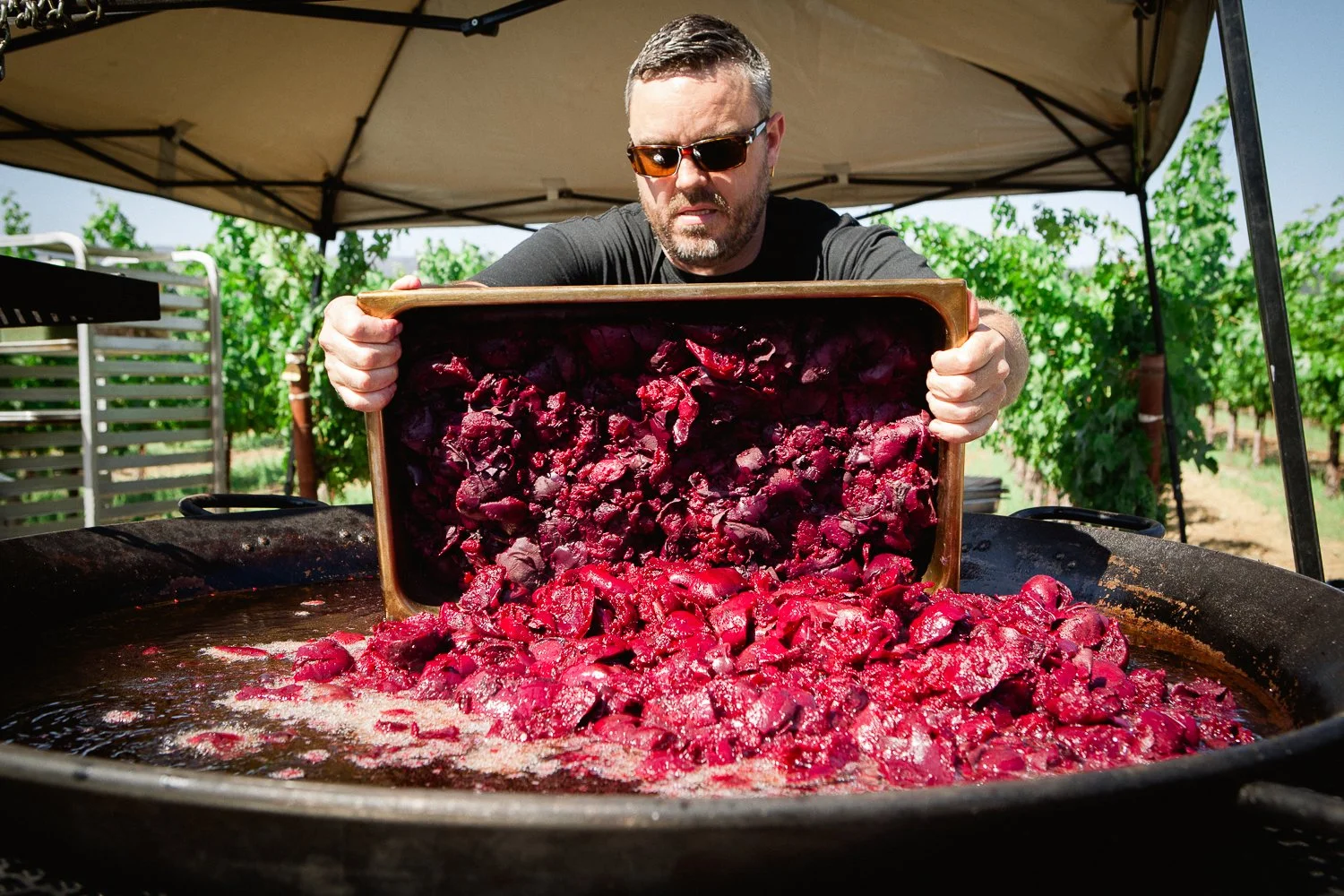 Man pouring freshly harvested purple beets from a wooden tray into a large outdoor cooking vessel, with a canopy and green field in the background.