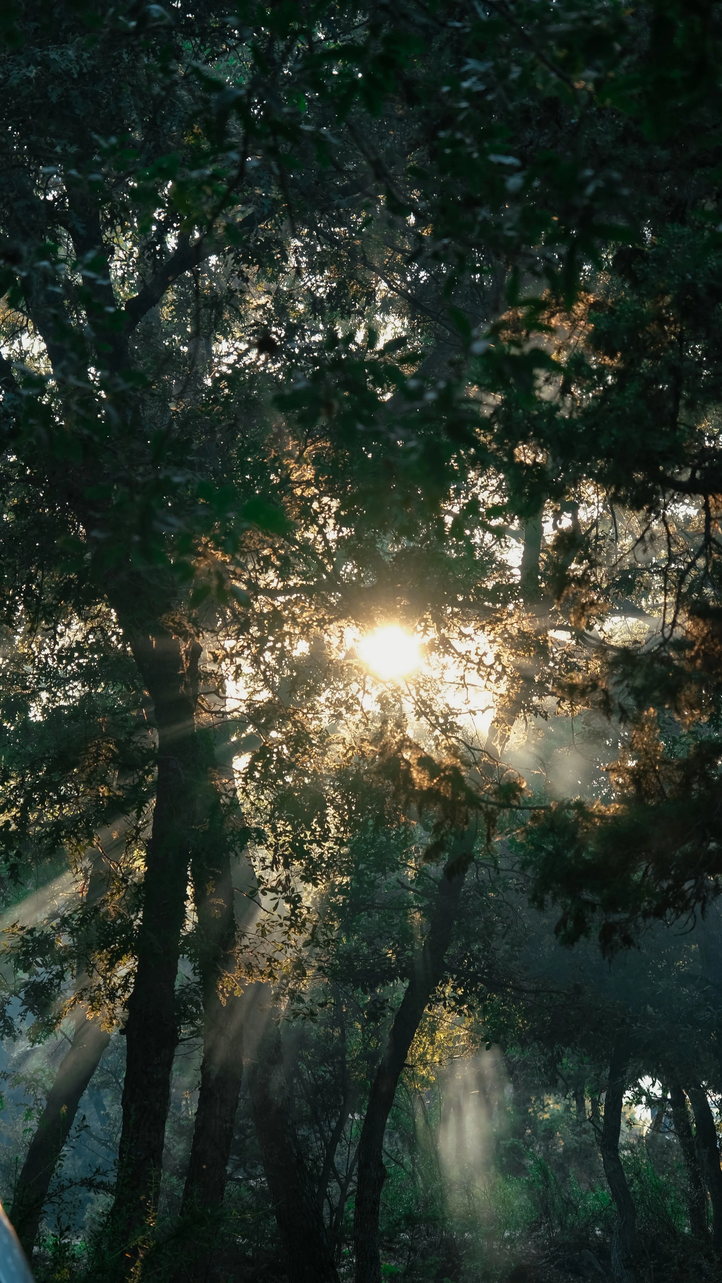 Anxiety Therapy Los Gatos, CA Megan Bathen-Gonzalez LMFT