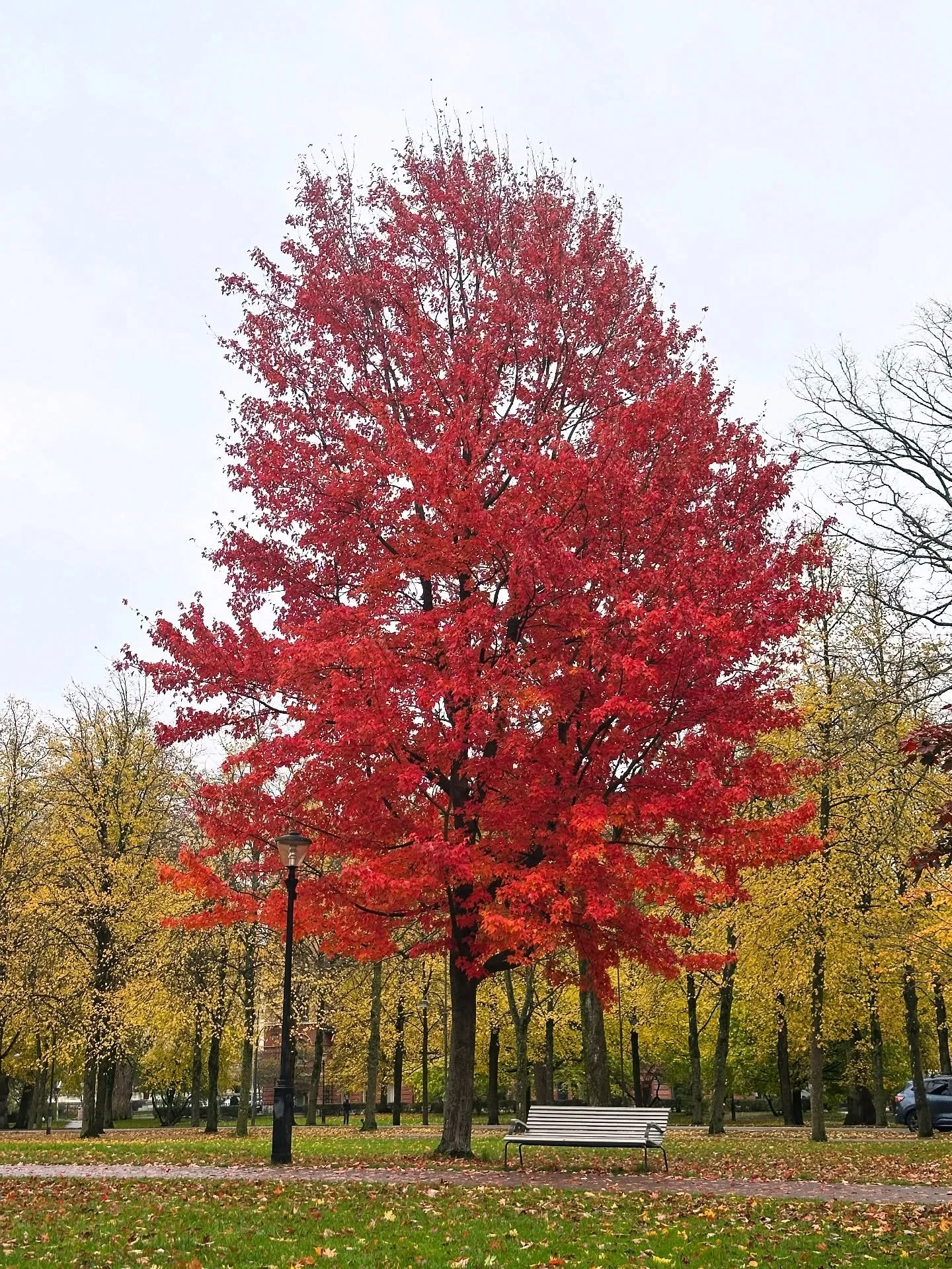 I absolutely love Autumn weather. 🍁🍂

To me it feels like it has a way of speaking to the soul. 🧡
The cool breeze, the golden trees, the earthy scent in the air&hellip;it all feels like nature&rsquo;s meditation. 🍃 

As the leaves let go, they te