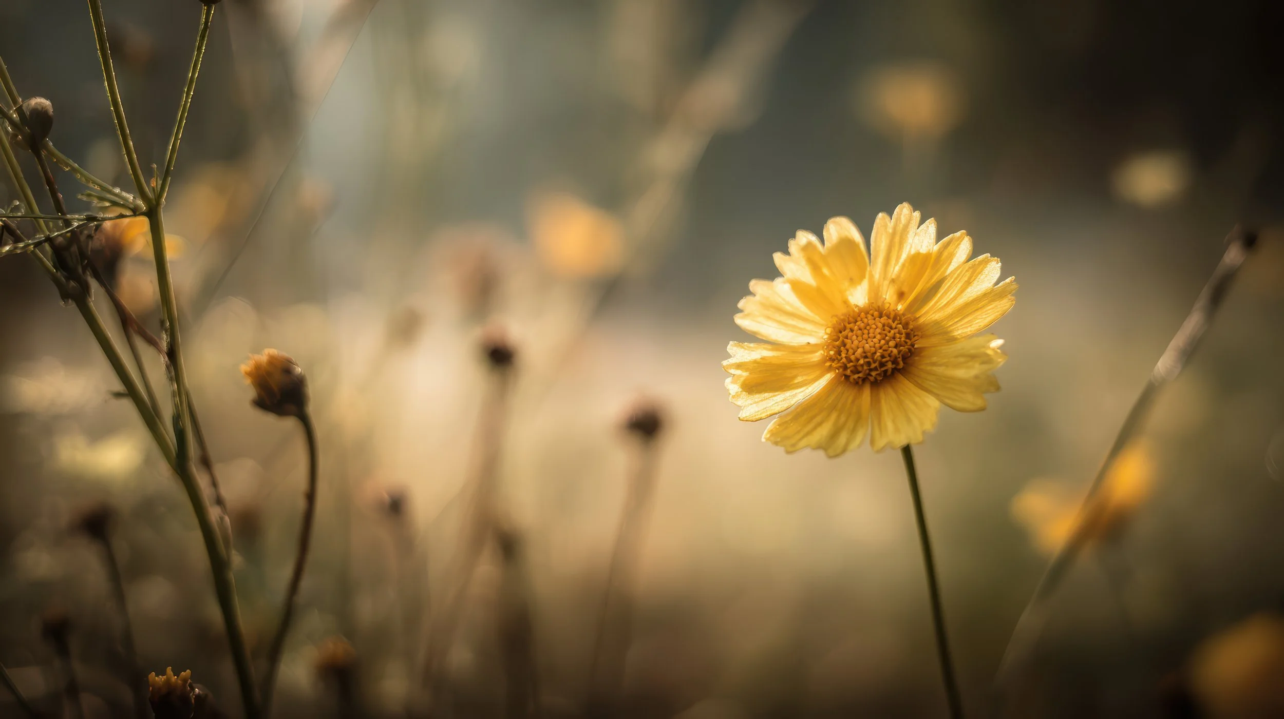 yellow-flower-blooming-soft-focus.jpg