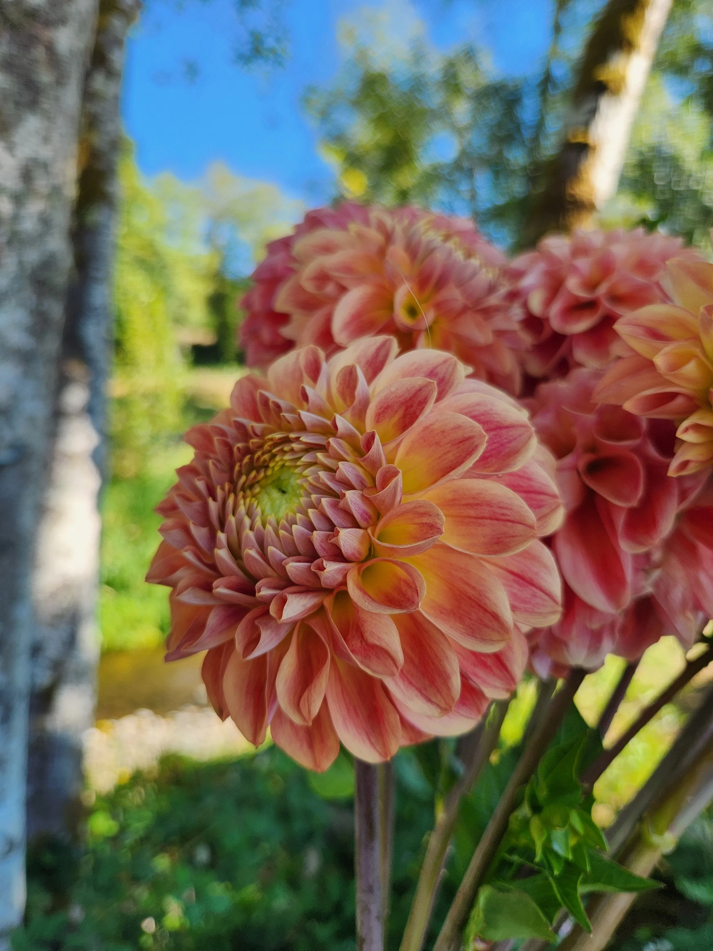 20260821_072614[1].jpg