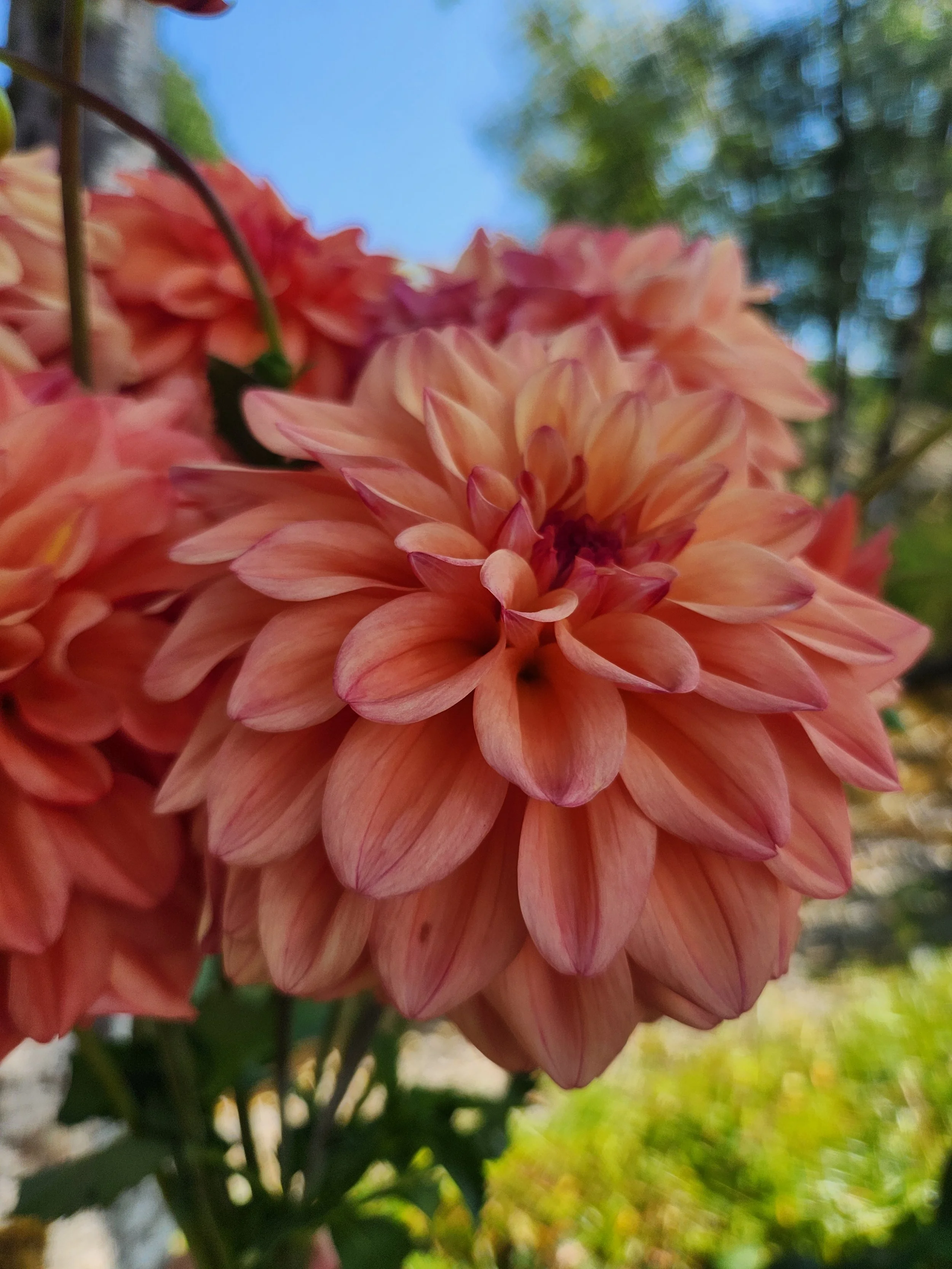 20260817_064940[1].jpg
