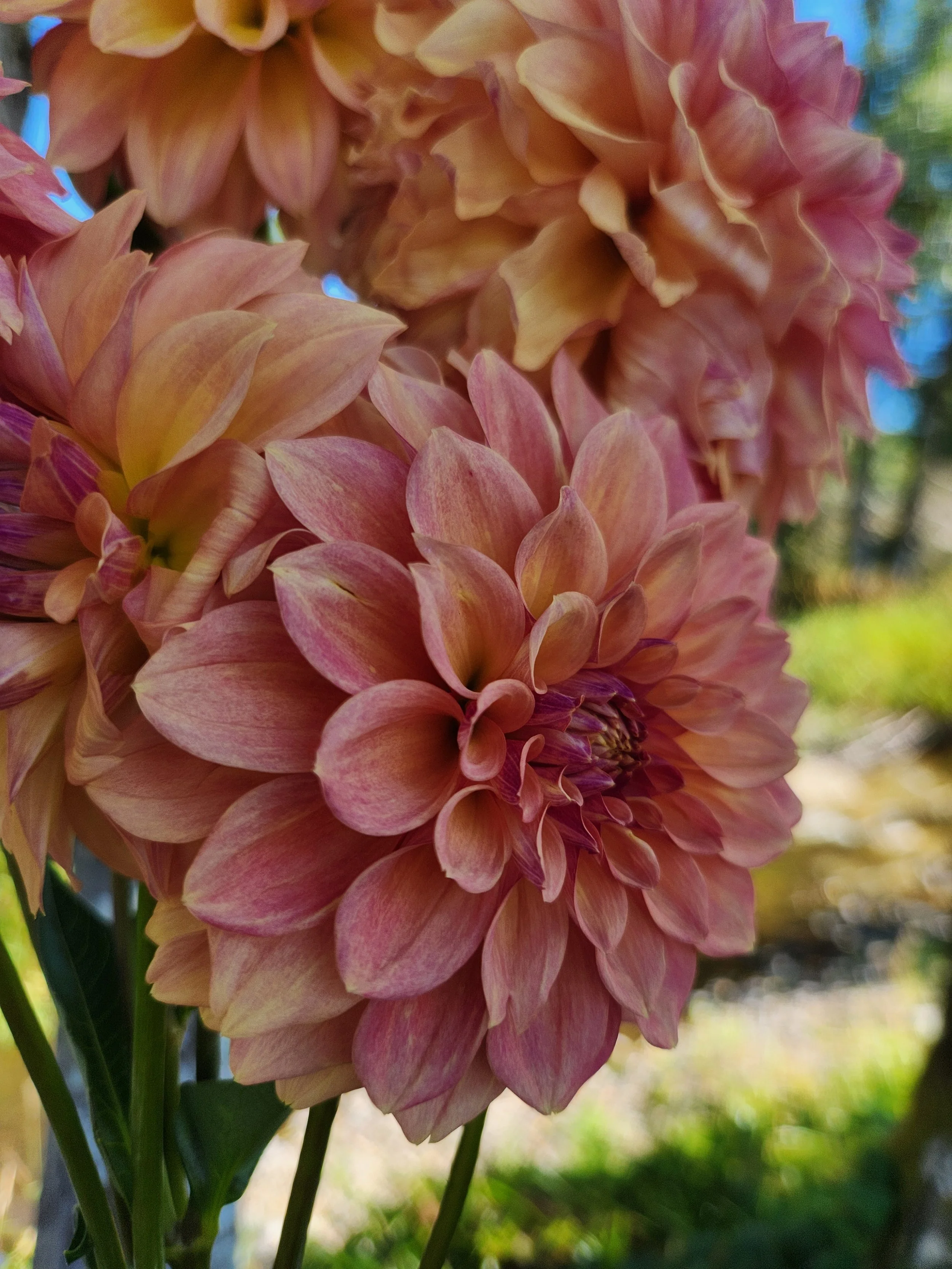 20260812_073001[1].jpg