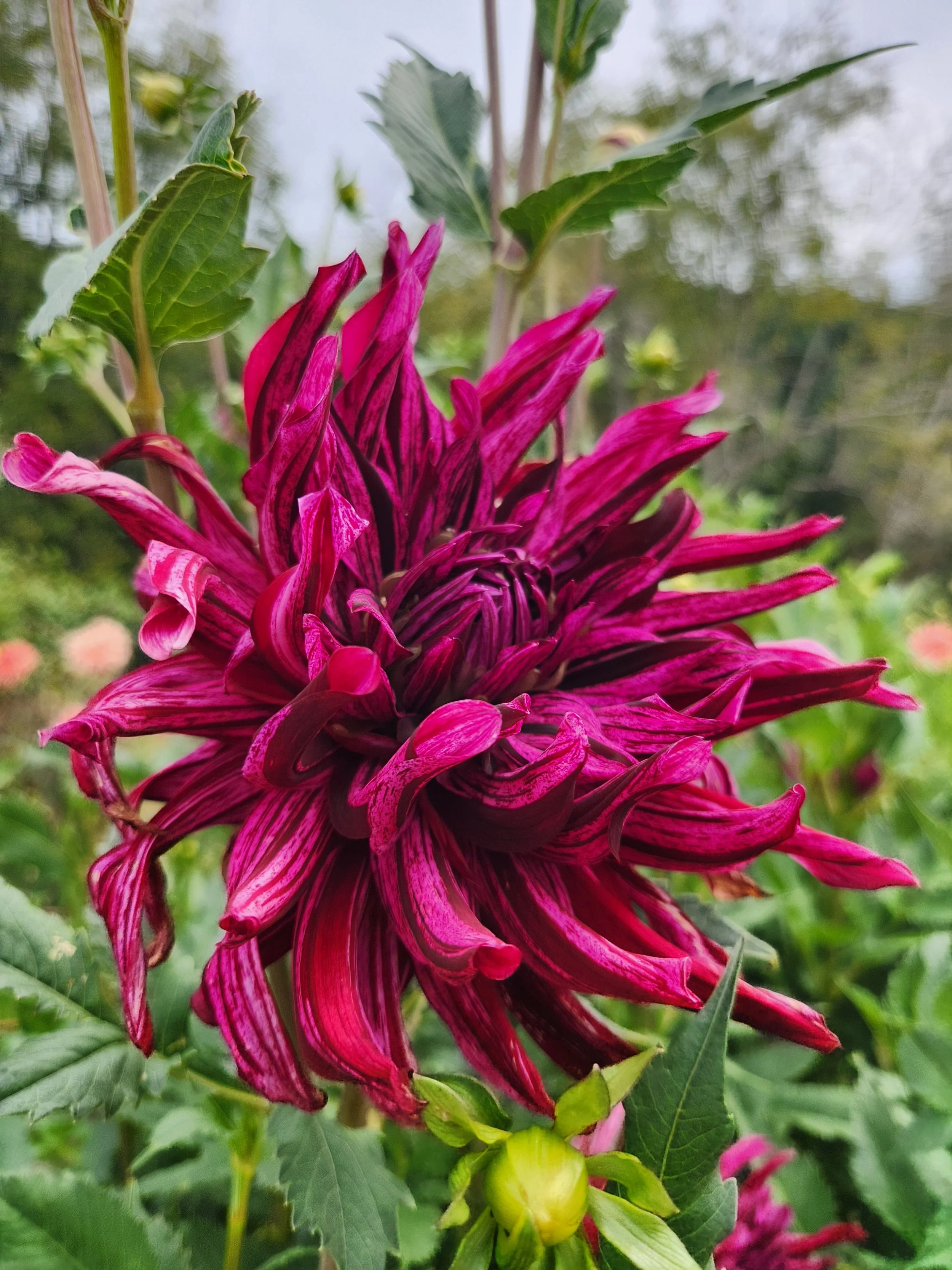 Hollyhill Tempest