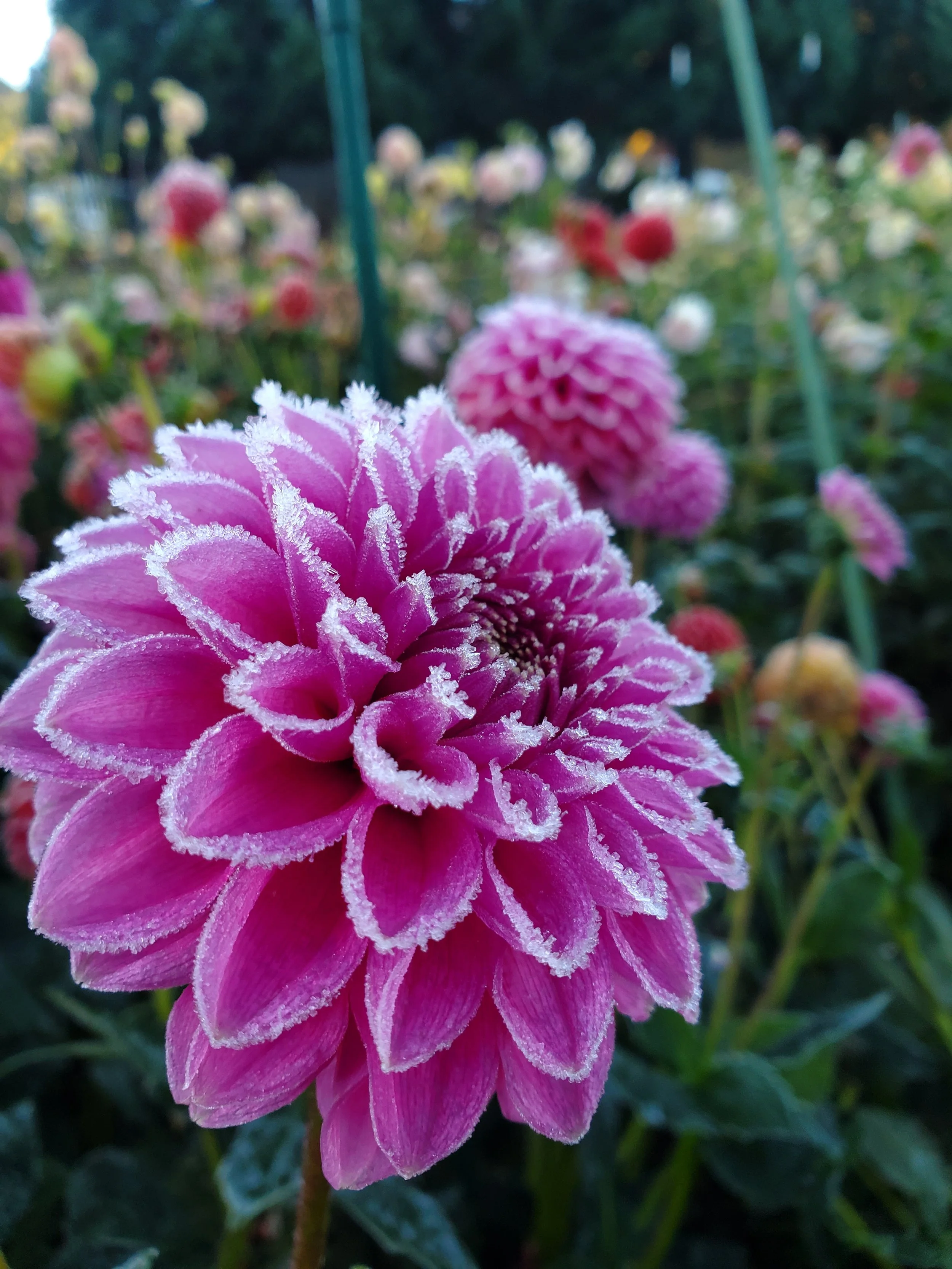 Pink Sylvia